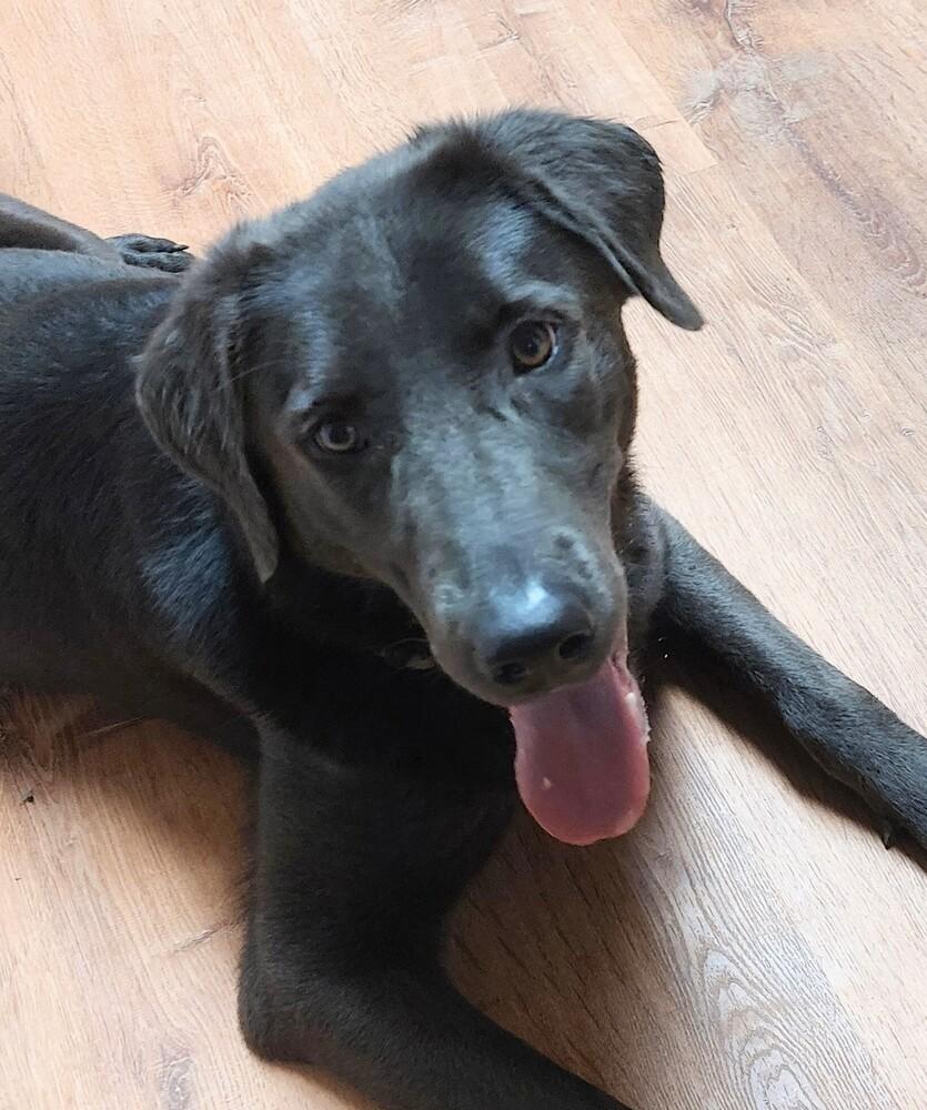 Yara, a Adoptable mixed breed in Boston, MA image 6/6