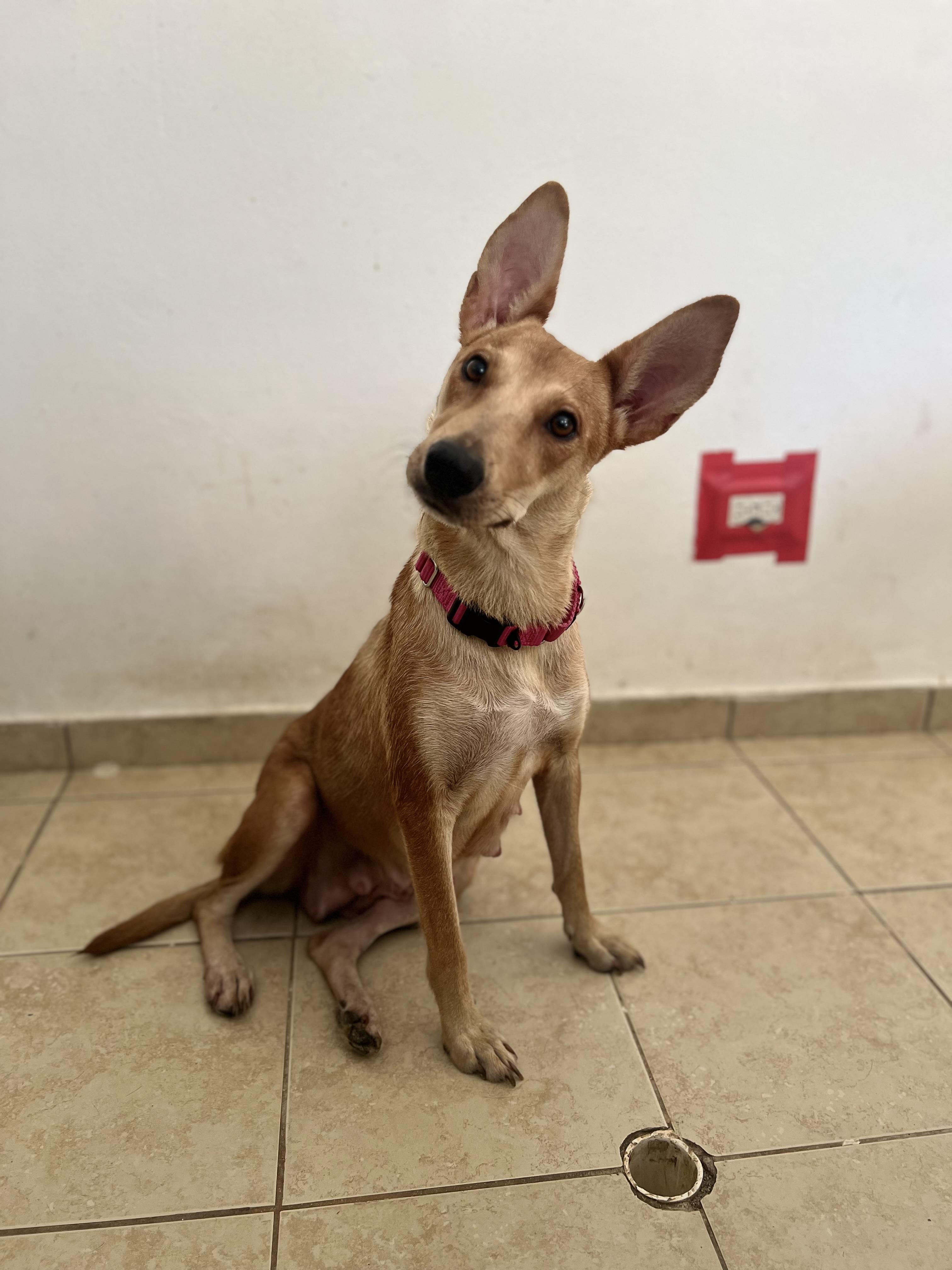 Magnolia, a Adoptable mixed breed in New York , NY image 4/6