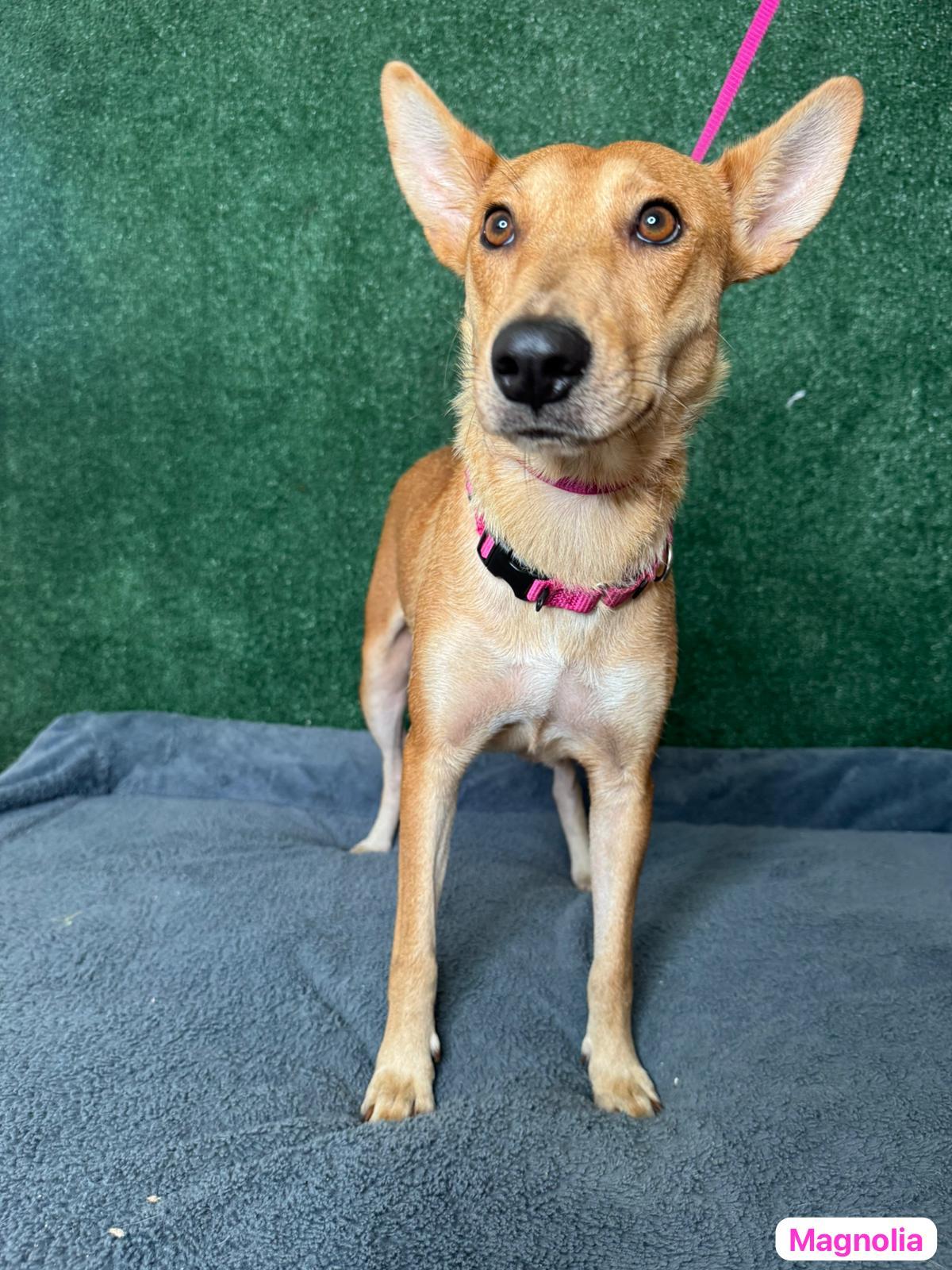 Magnolia, a Adoptable mixed breed in New York , NY image 5/6
