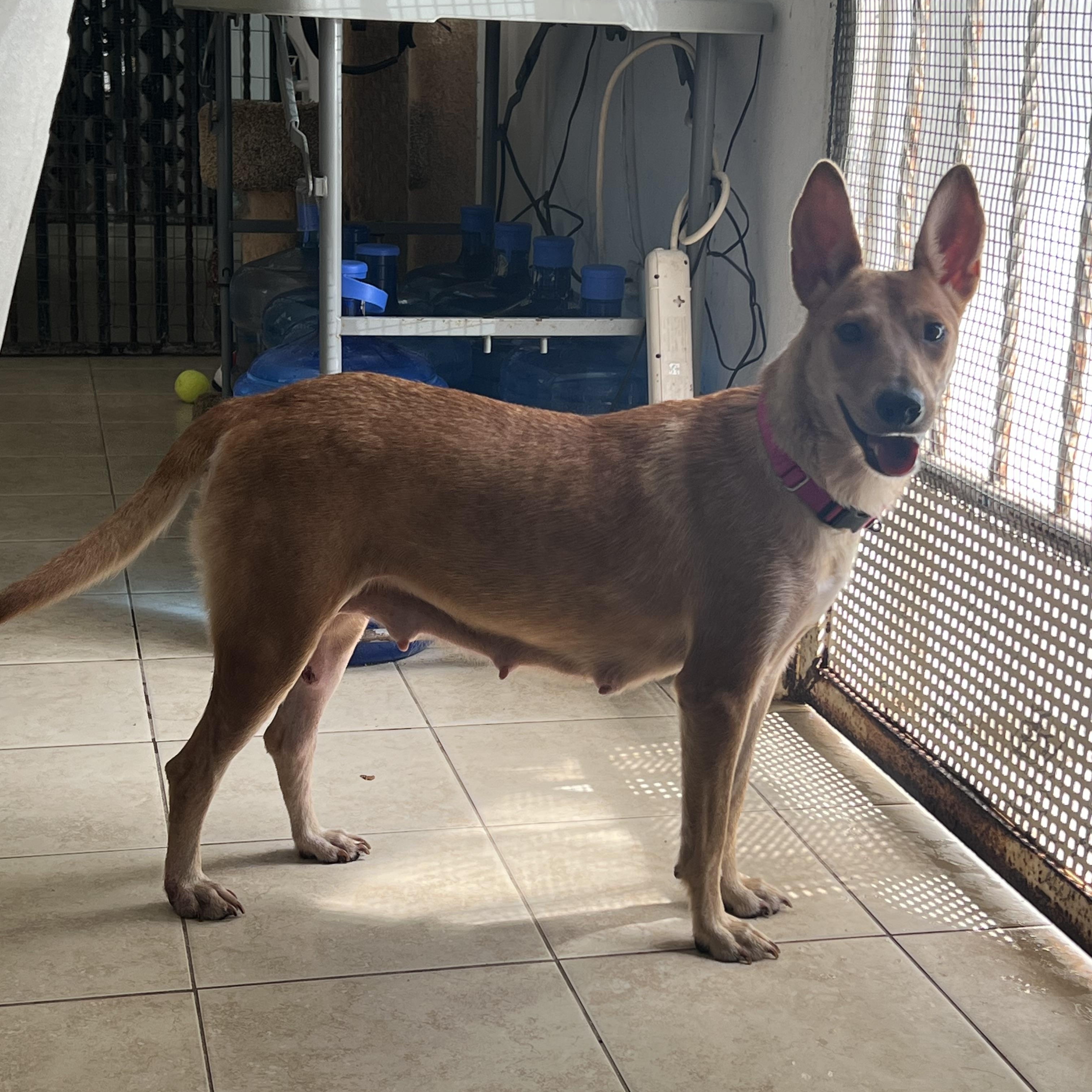 Magnolia, a Adoptable mixed breed in New York , NY image 6/6