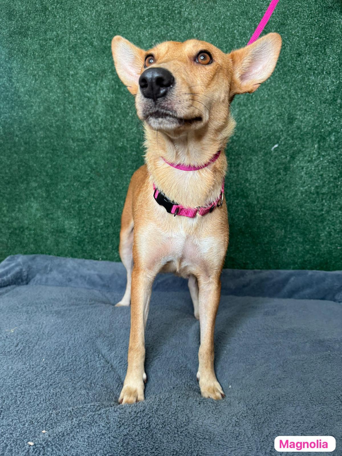 Magnolia, a Adoptable mixed breed in New York , NY image 3/6