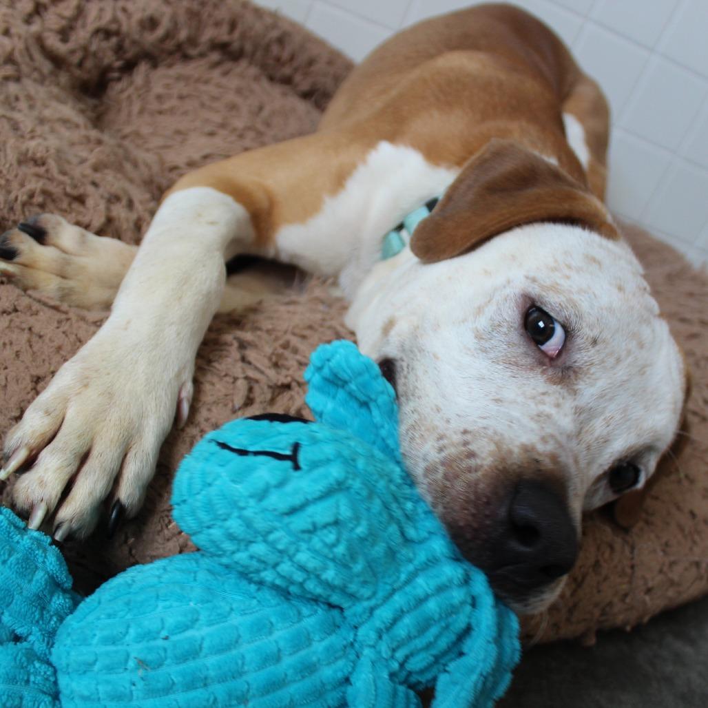 Enlarge Biscoff, a Adoptable Mixed Breed in Melbourne, KY image 1/6