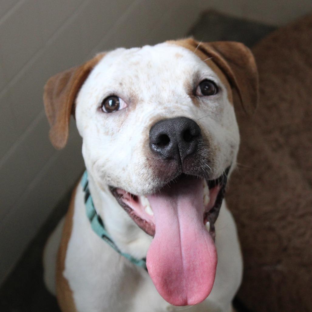Enlarge Biscoff, a Adoptable Mixed Breed in Melbourne, KY image 2/6