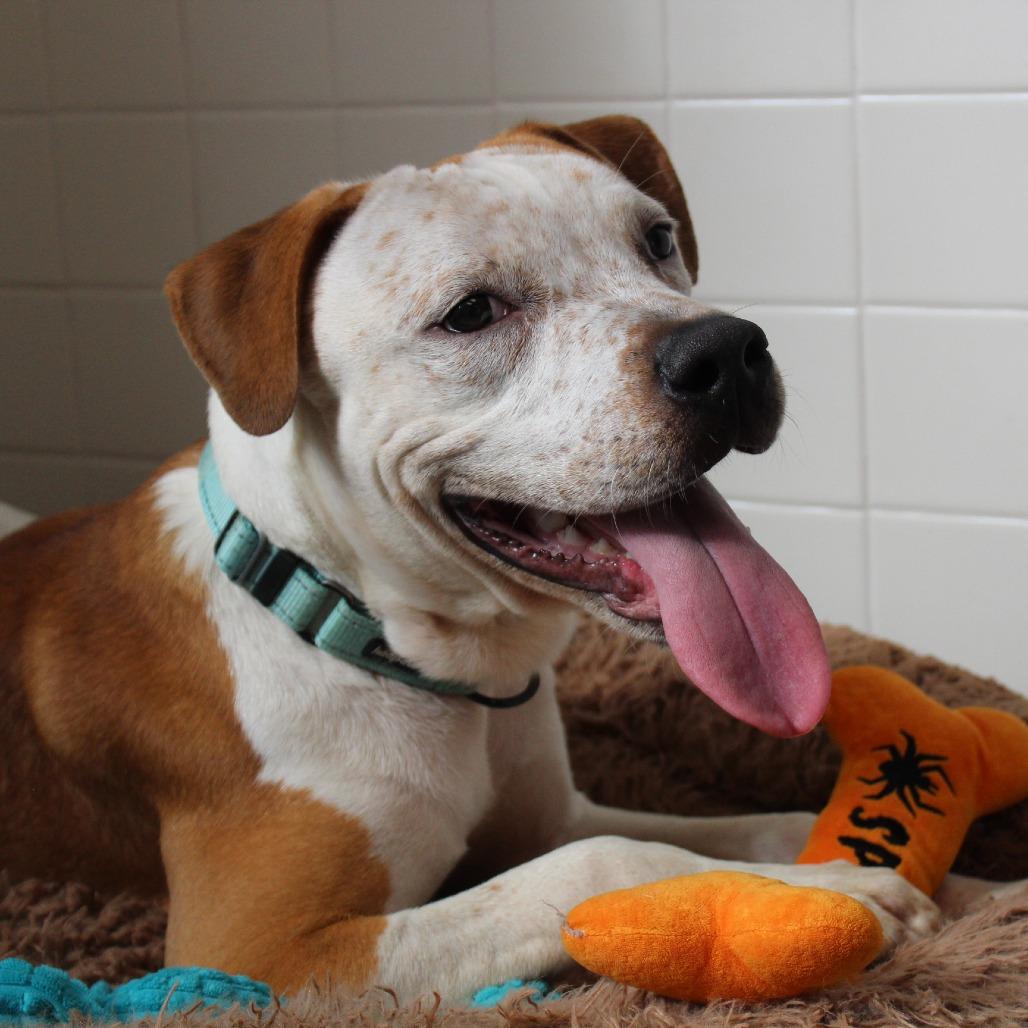 Enlarge Biscoff, a Adoptable Mixed Breed in Melbourne, KY image 4/6