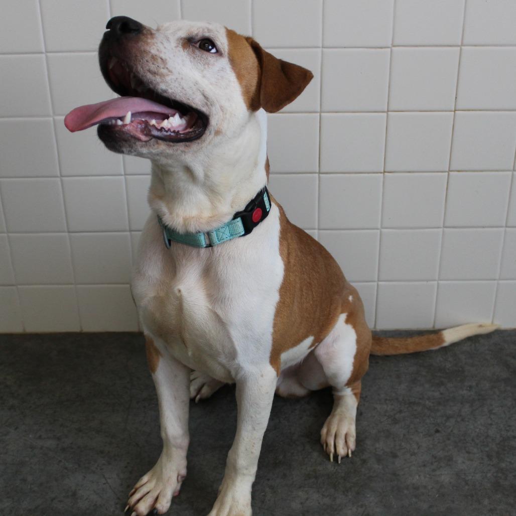 Enlarge Biscoff, a Adoptable Mixed Breed in Melbourne, KY image 5/6