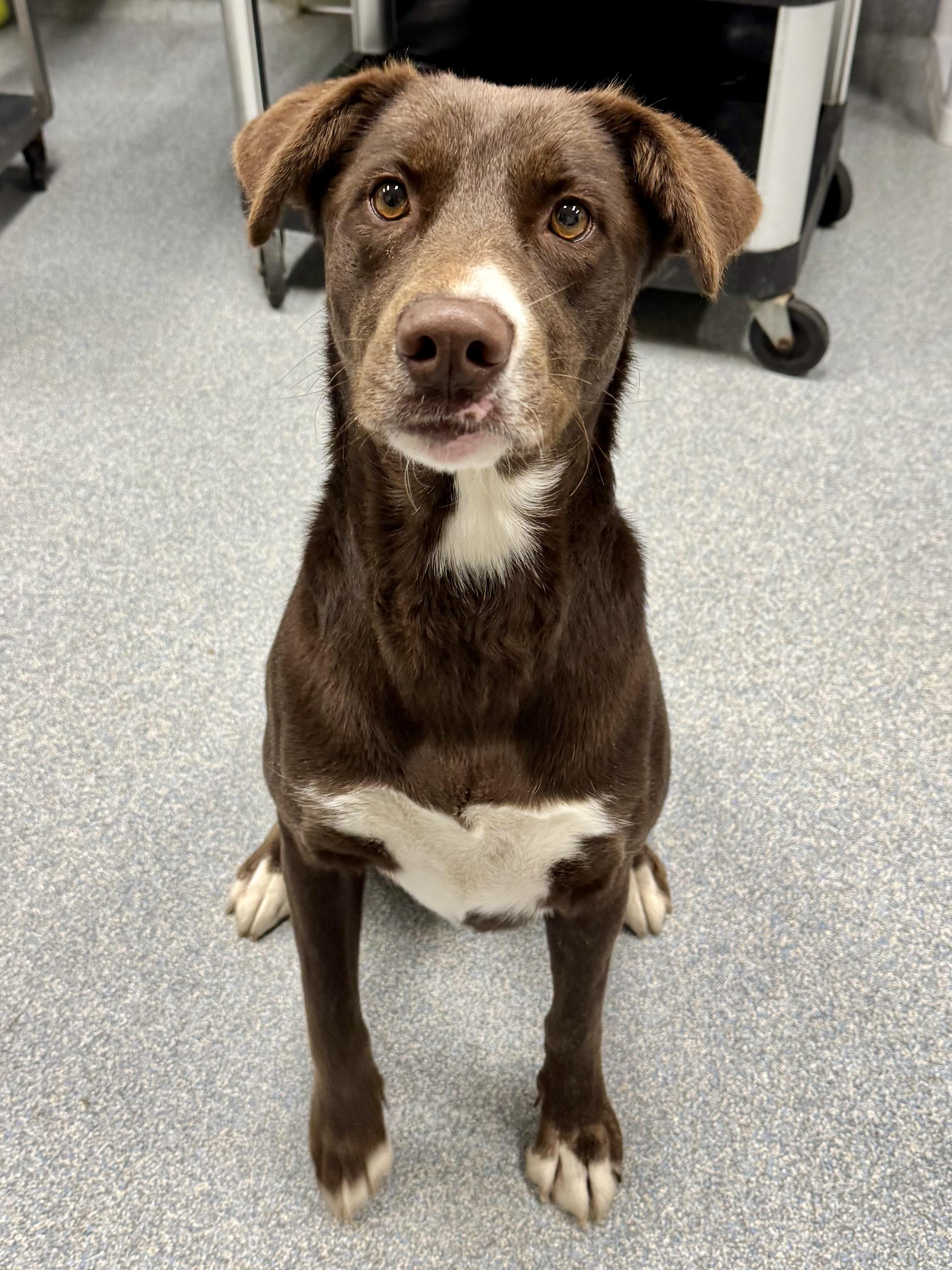 Wendy, ADOPTABLE, Adult Female Chocolate Labrador Retriever.