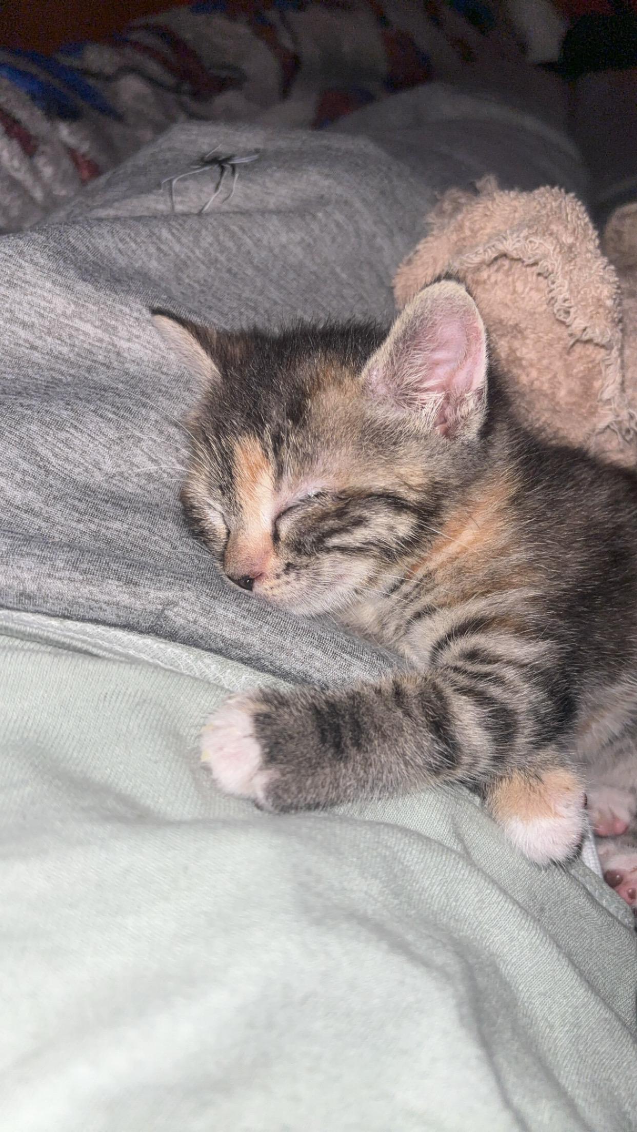 Salmon, ADOPTABLE, Kitten Female American Shorthair.