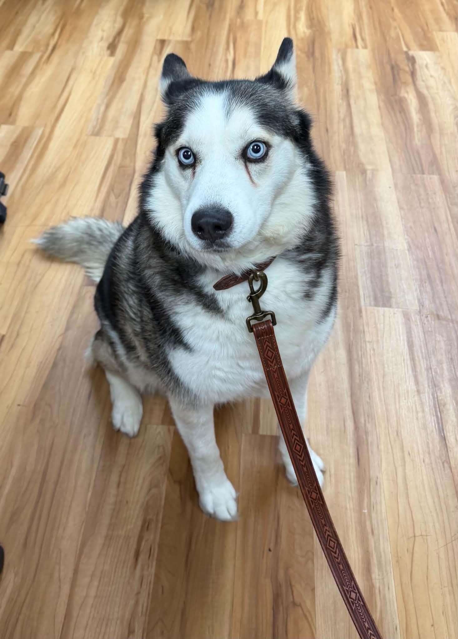 Enlarge Niylah, a Adoptable Siberian Husky in Canon City, CO image 1/1