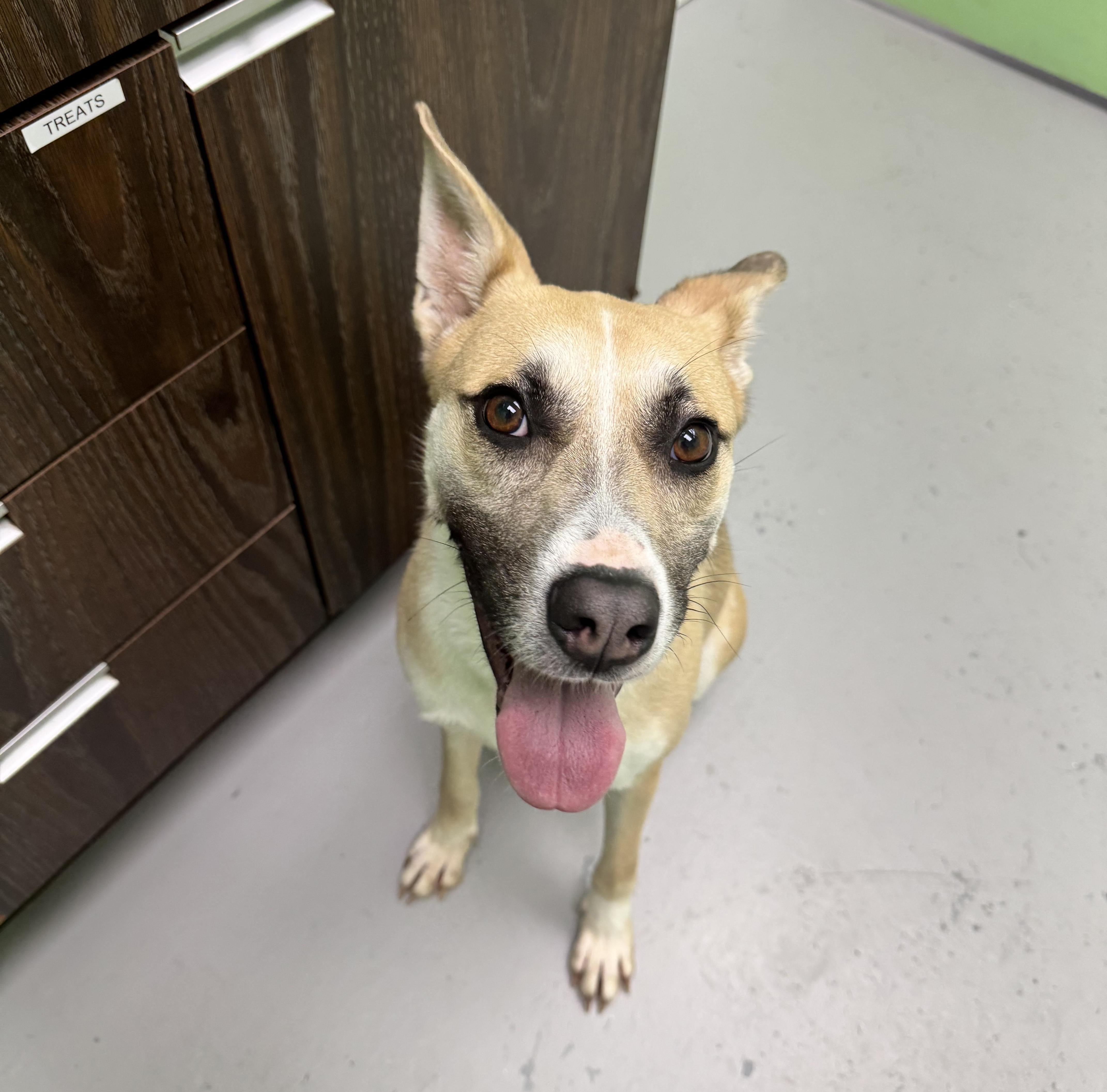 Lacey, a Adoptable mixed breed in Okmulgee, OK image 5/5