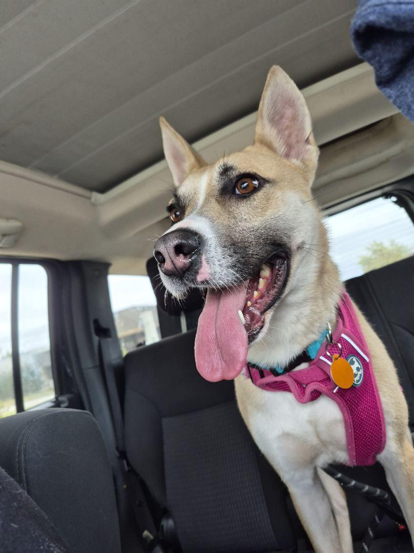 Lacey, a Adoptable mixed breed in Okmulgee, OK image 3/5
