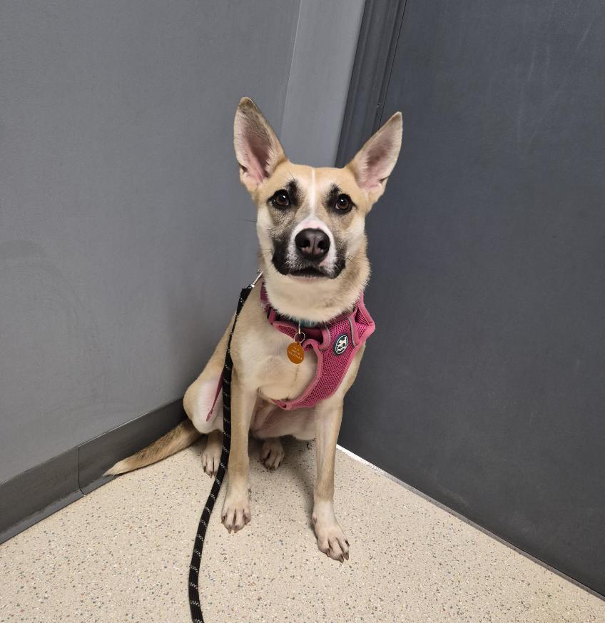 Lacey, Adoptable, Adult Female Shepherd.