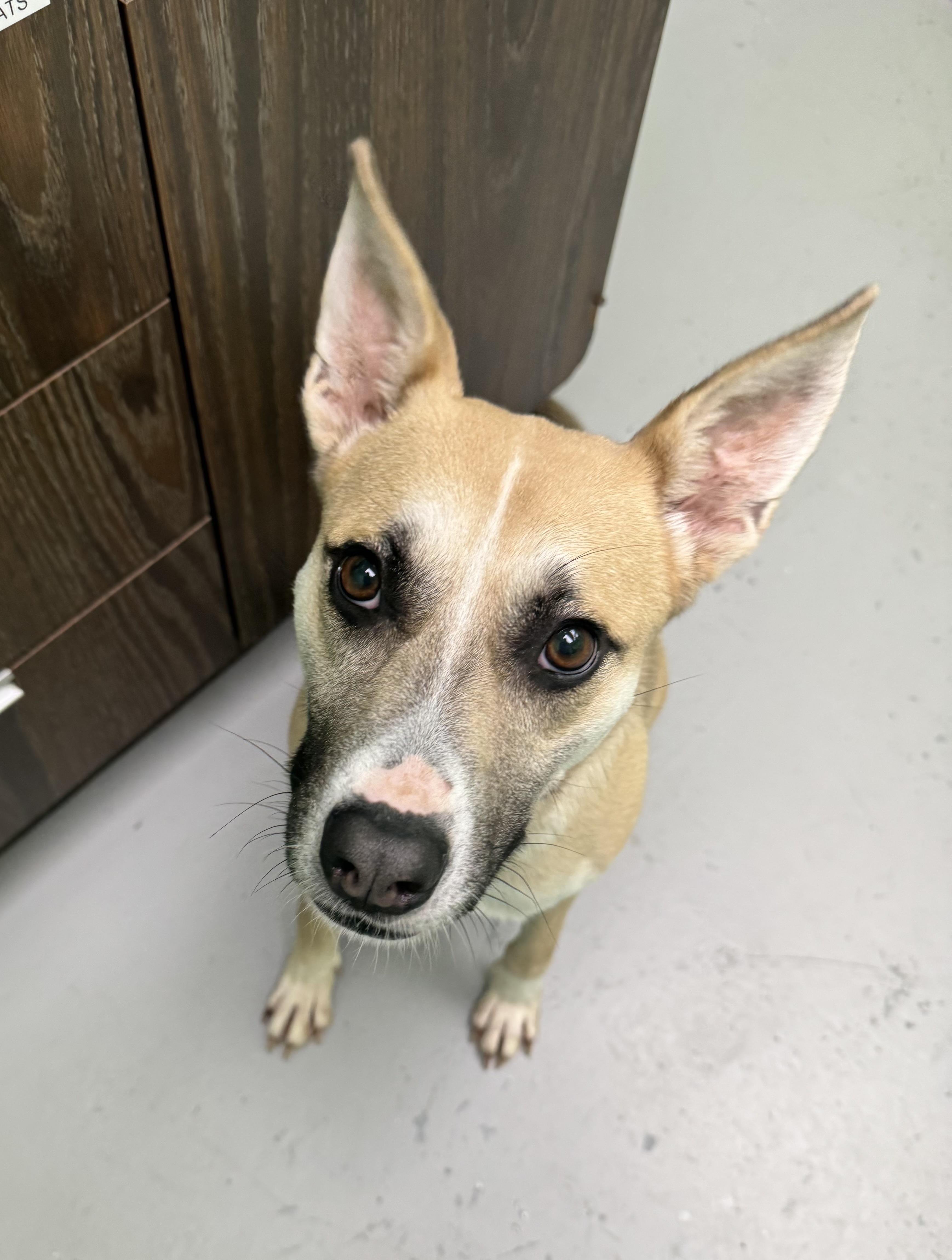 Lacey, a Adoptable mixed breed in Okmulgee, OK image 2/5