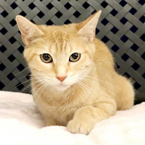 Venus, Adoptable, Young Female Domestic Short Hair.