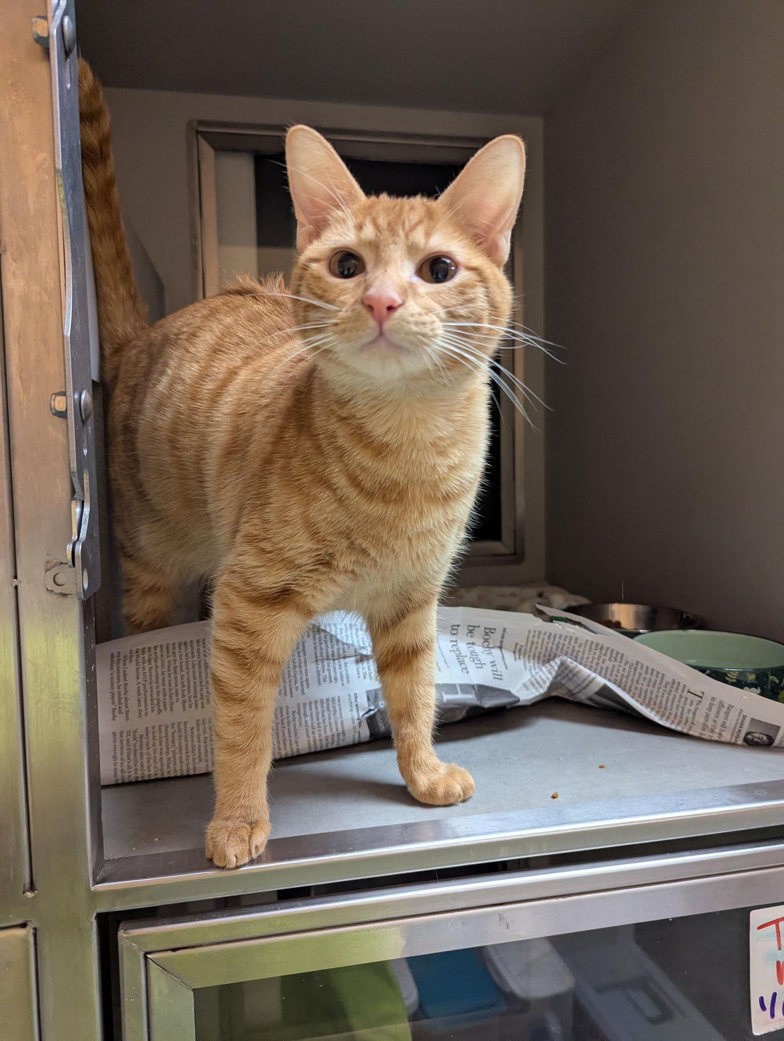 Enlarge Peanut, a Adopted Domestic Short Hair in Rowlett, TX image 1/3