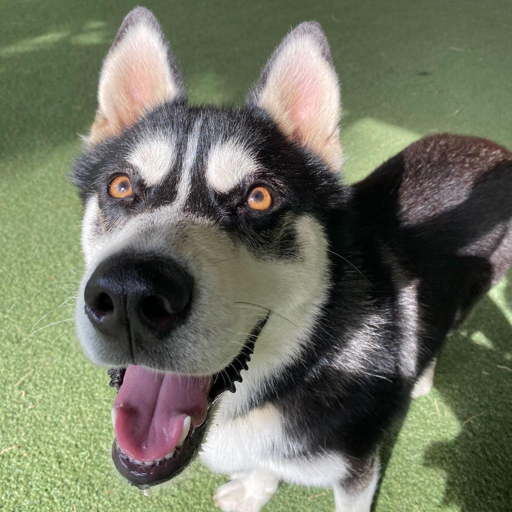 Balto, Adoptable, Adult Male Husky & Mixed Breed.