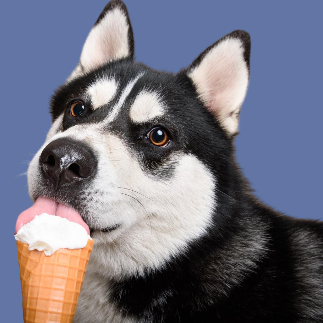 Enlarge Balto, a Adoptable mixed breed in Riverside, CA image 2/6