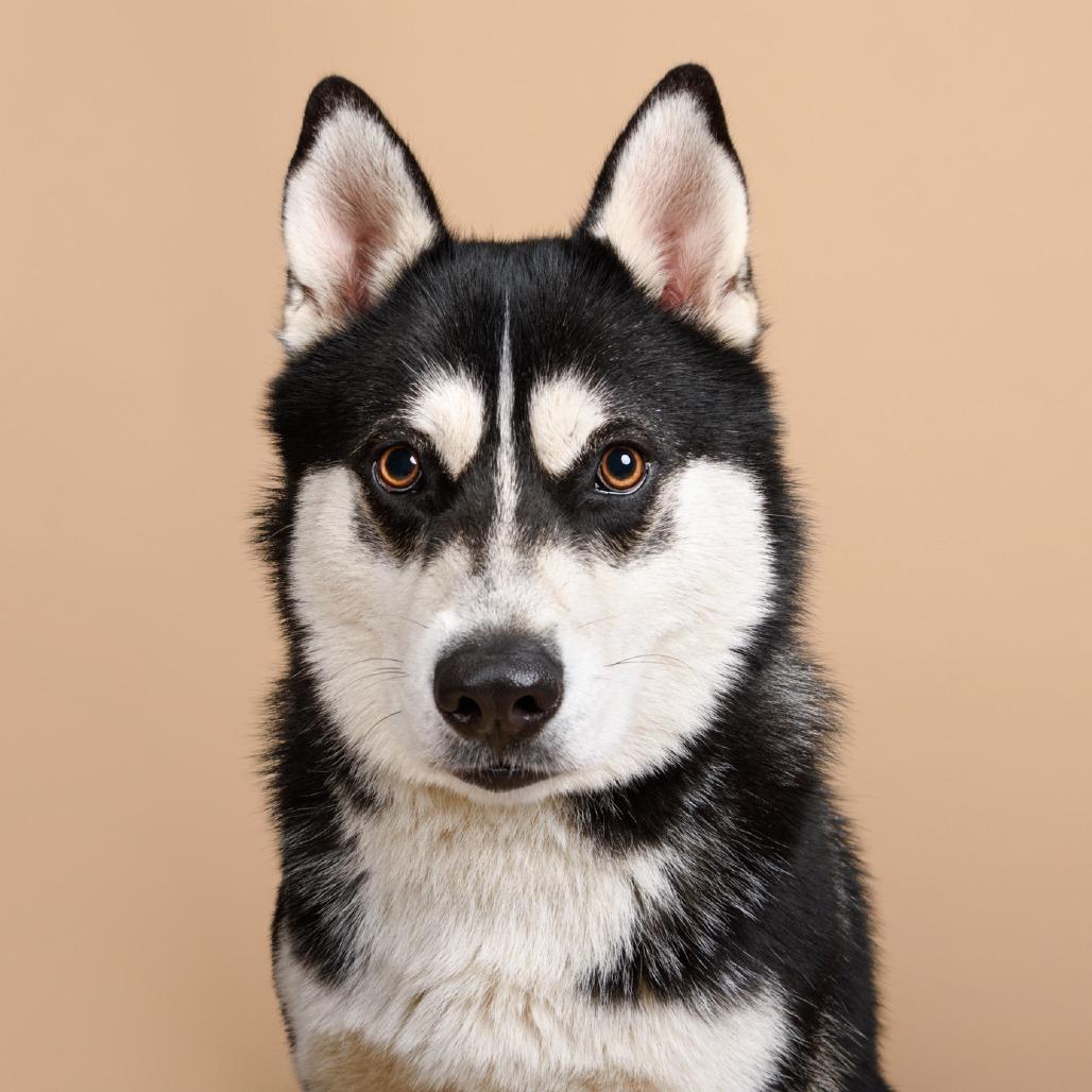 Enlarge Balto, a Adoptable mixed breed in Riverside, CA image 3/6