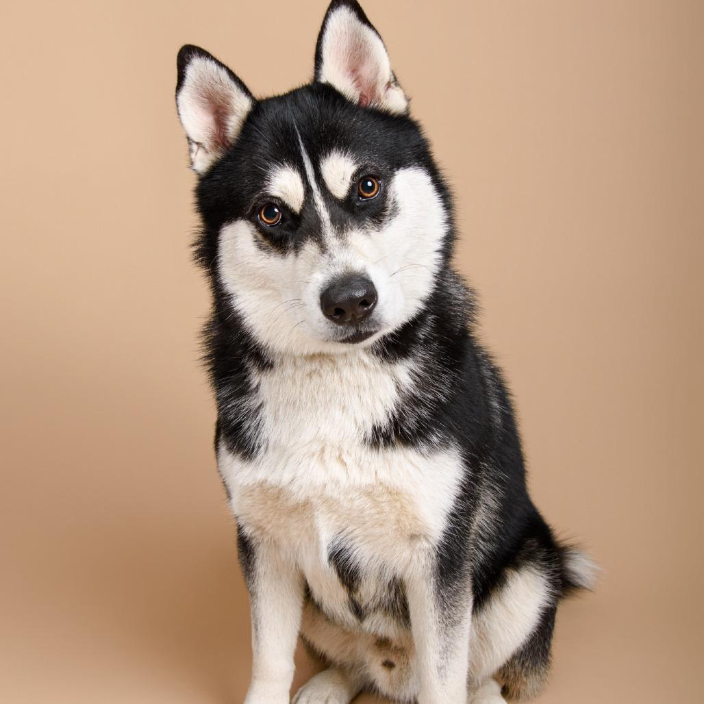 Enlarge Balto, a Adoptable mixed breed in Riverside, CA image 4/6
