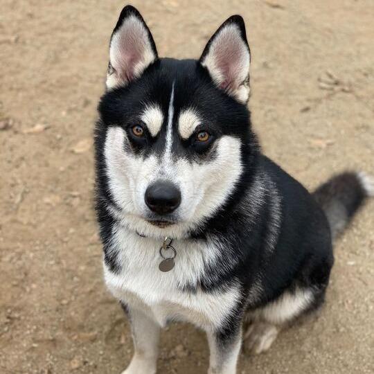 Enlarge Balto, a Adoptable mixed breed in Riverside, CA image 5/6