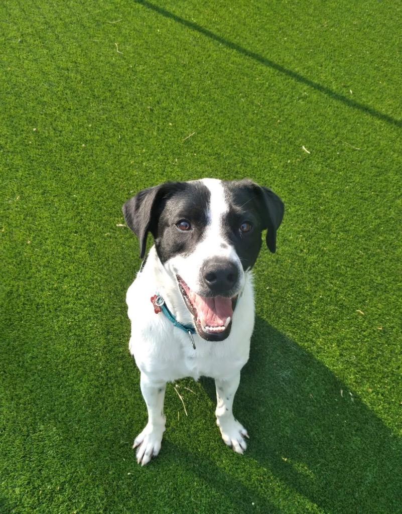 Wilder, Adoptable, Young Male English Pointer & Labrador Retriever.
