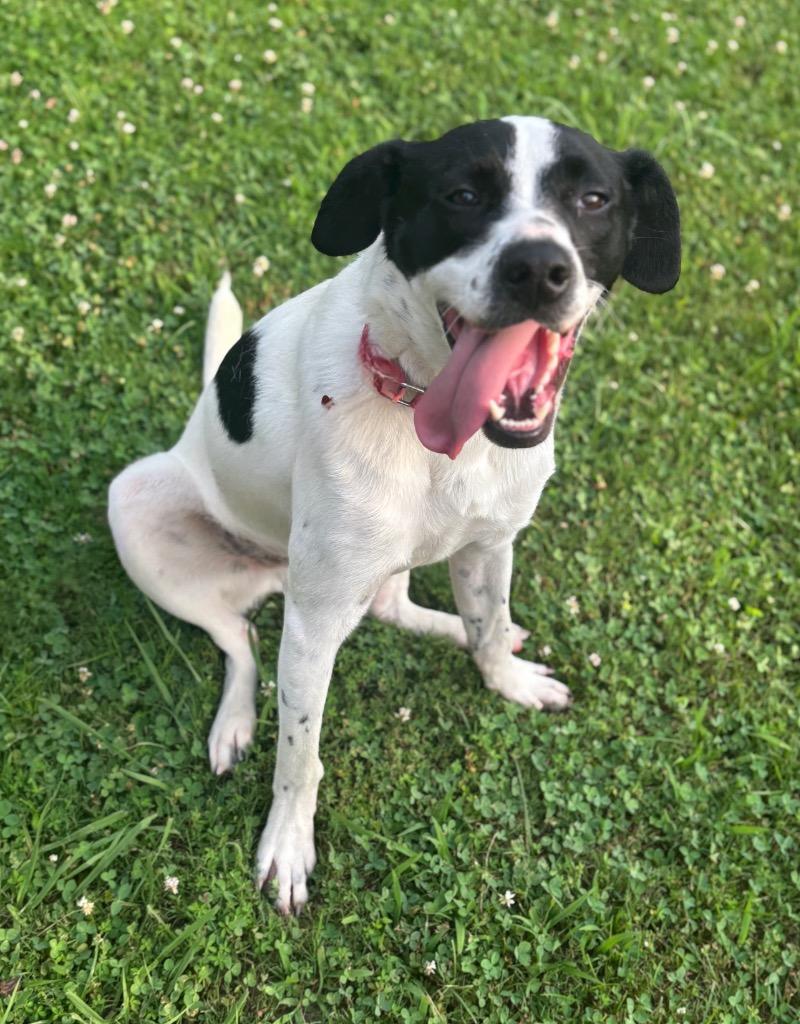 Enlarge Wilder, a Adoptable mixed breed in Dalton, GA image 2/3