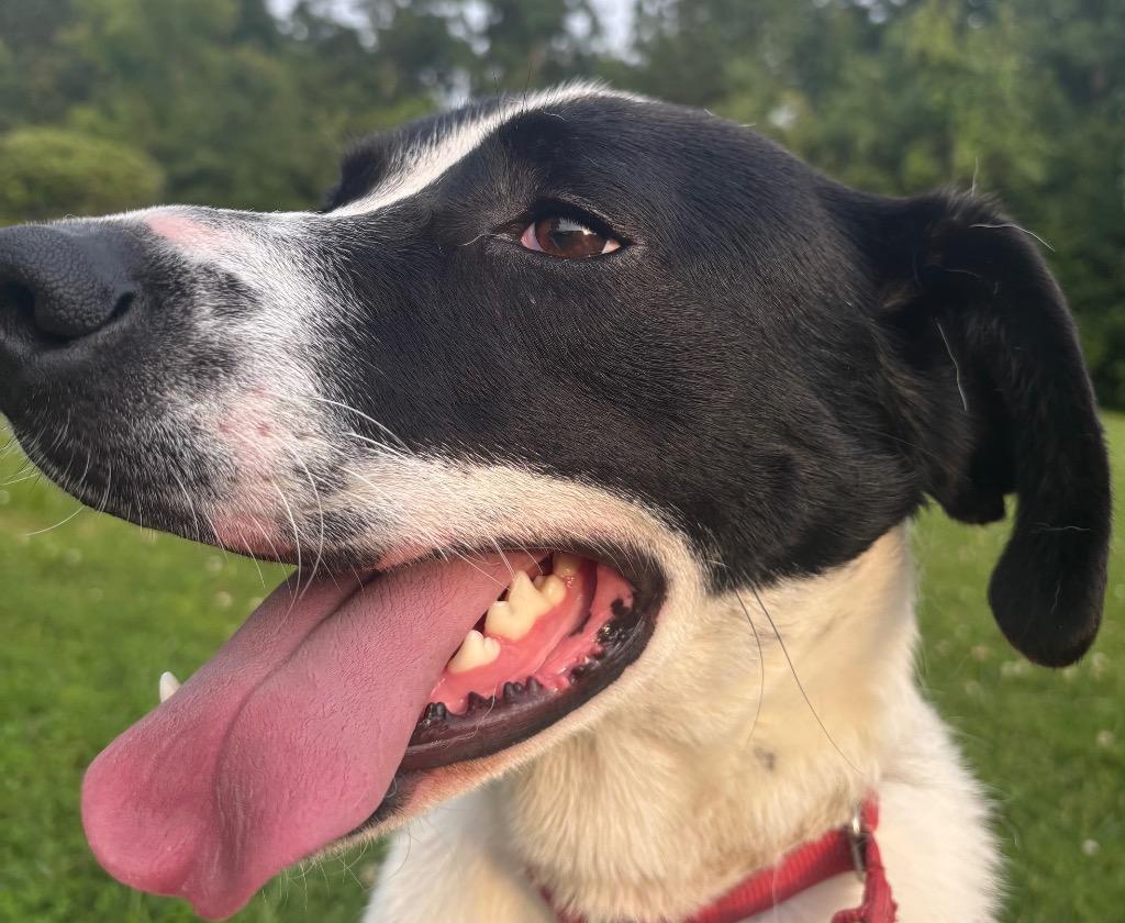 Enlarge Wilder, a Adoptable mixed breed in Dalton, GA image 3/3