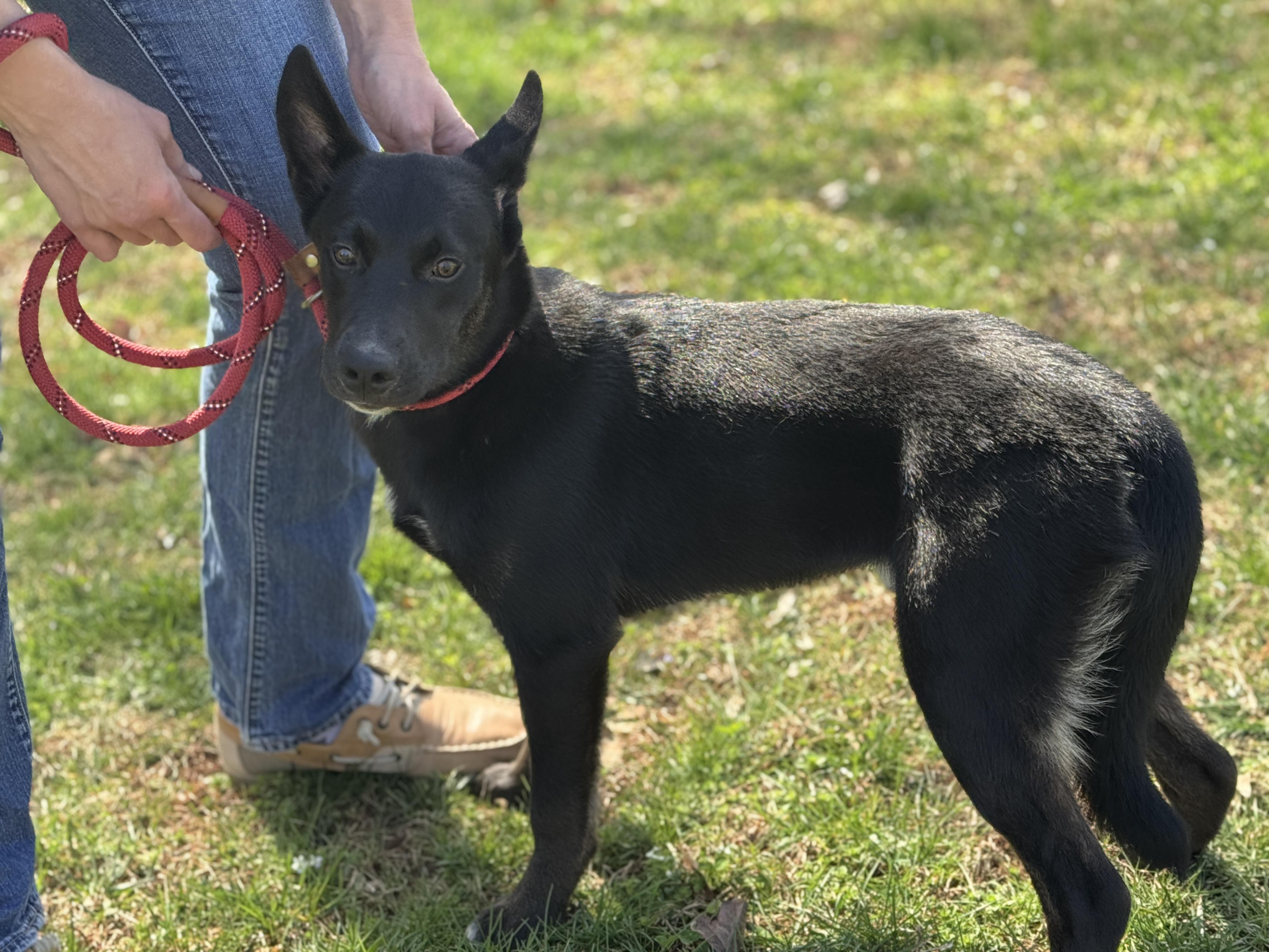 Enlarge Dunk, a ADOPTABLE mixed breed in Richmond, VA image 5/6