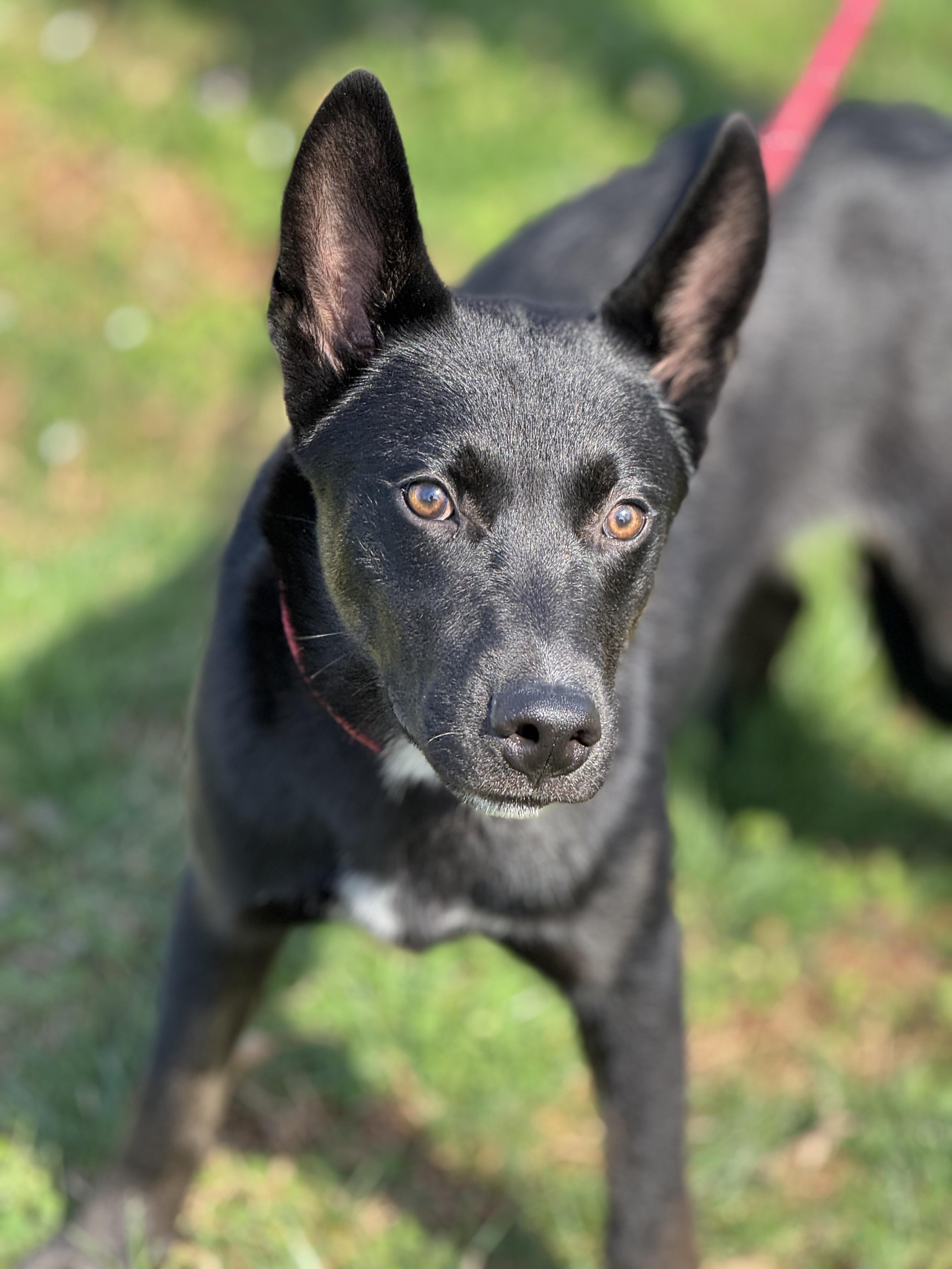 Enlarge Dunk, a ADOPTABLE mixed breed in Richmond, VA image 4/6