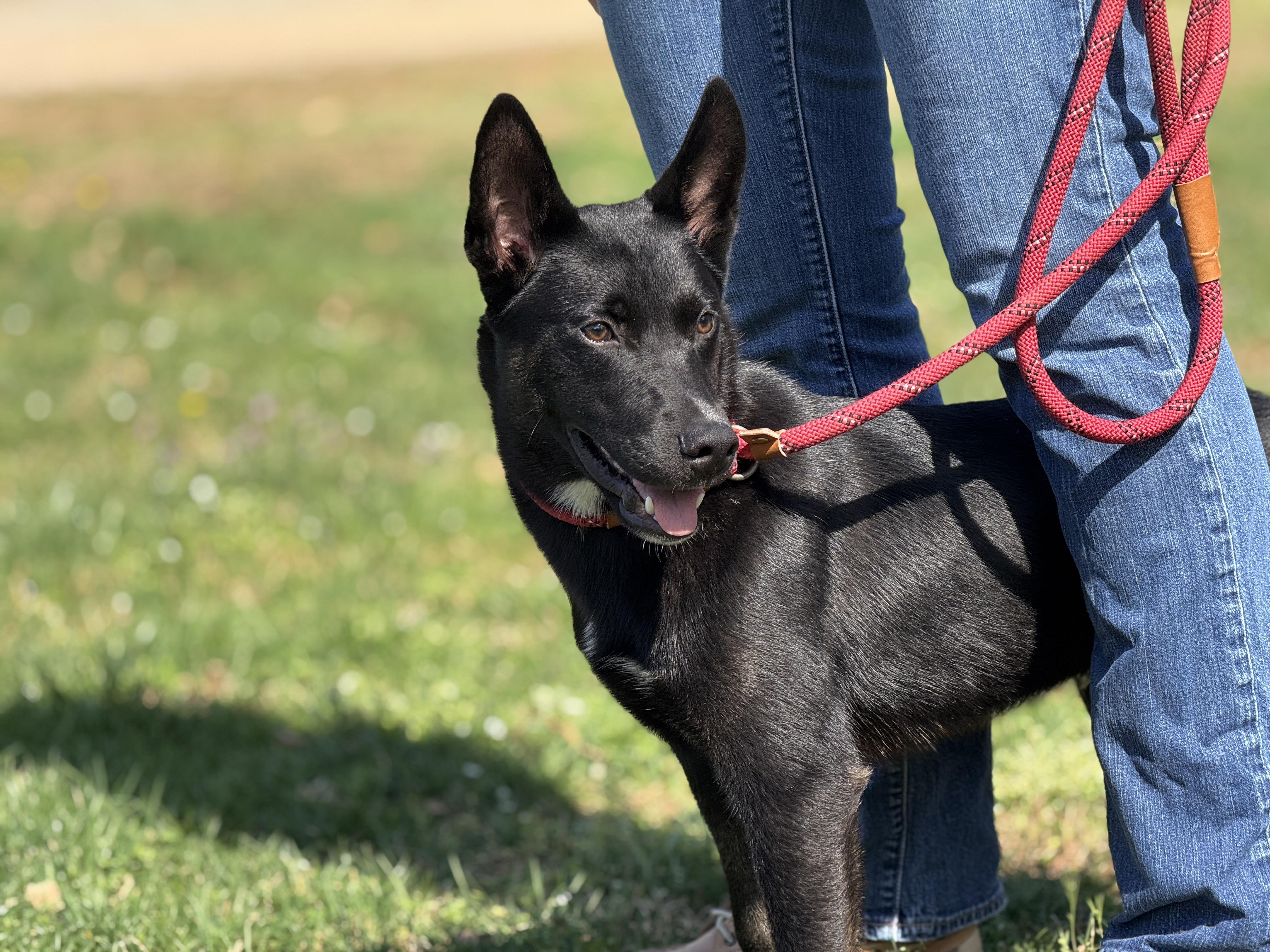 Enlarge Dunk, a ADOPTABLE mixed breed in Richmond, VA image 3/6