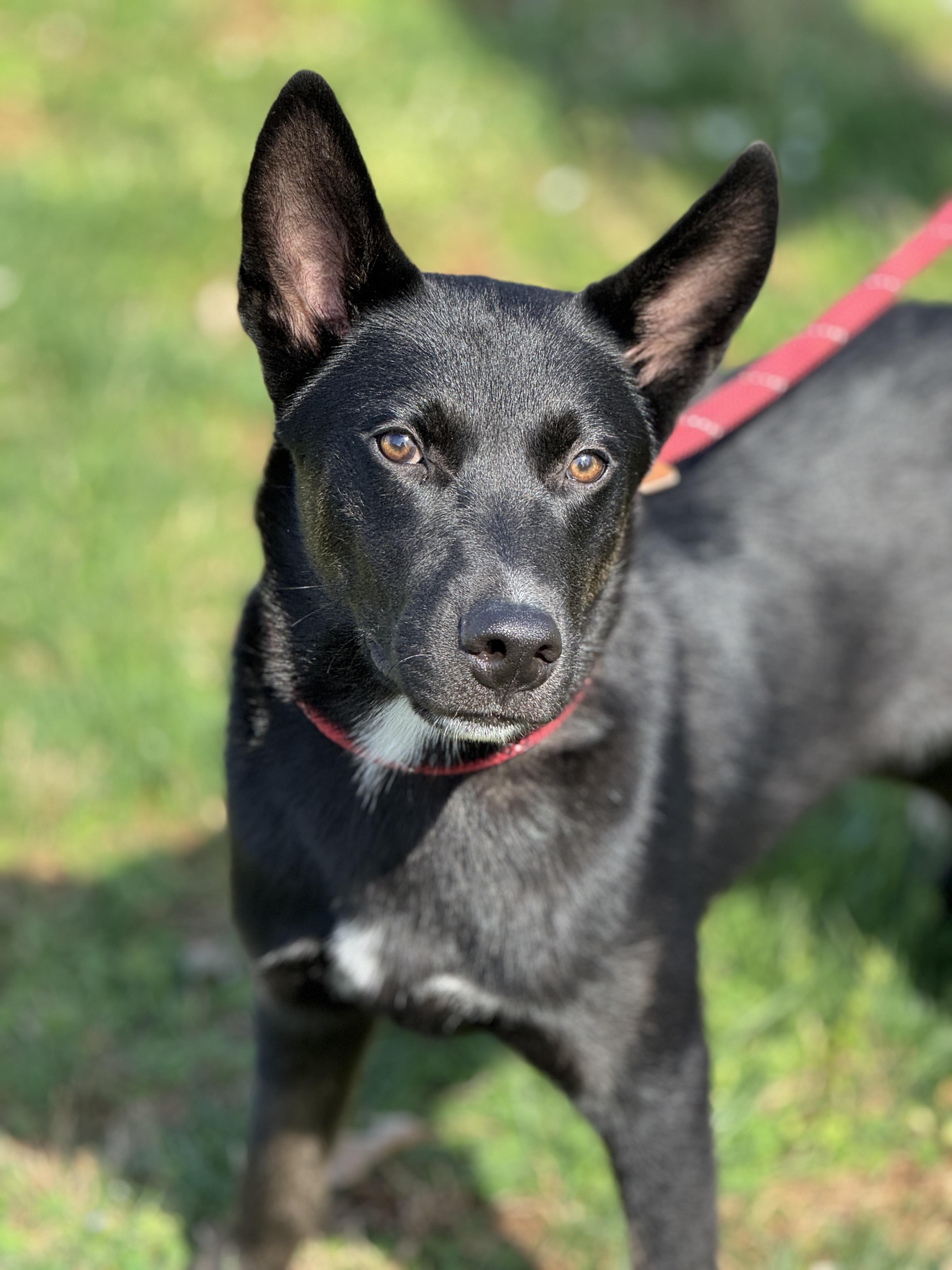 Dunk, ADOPTABLE, Young Male Shepherd & Husky.