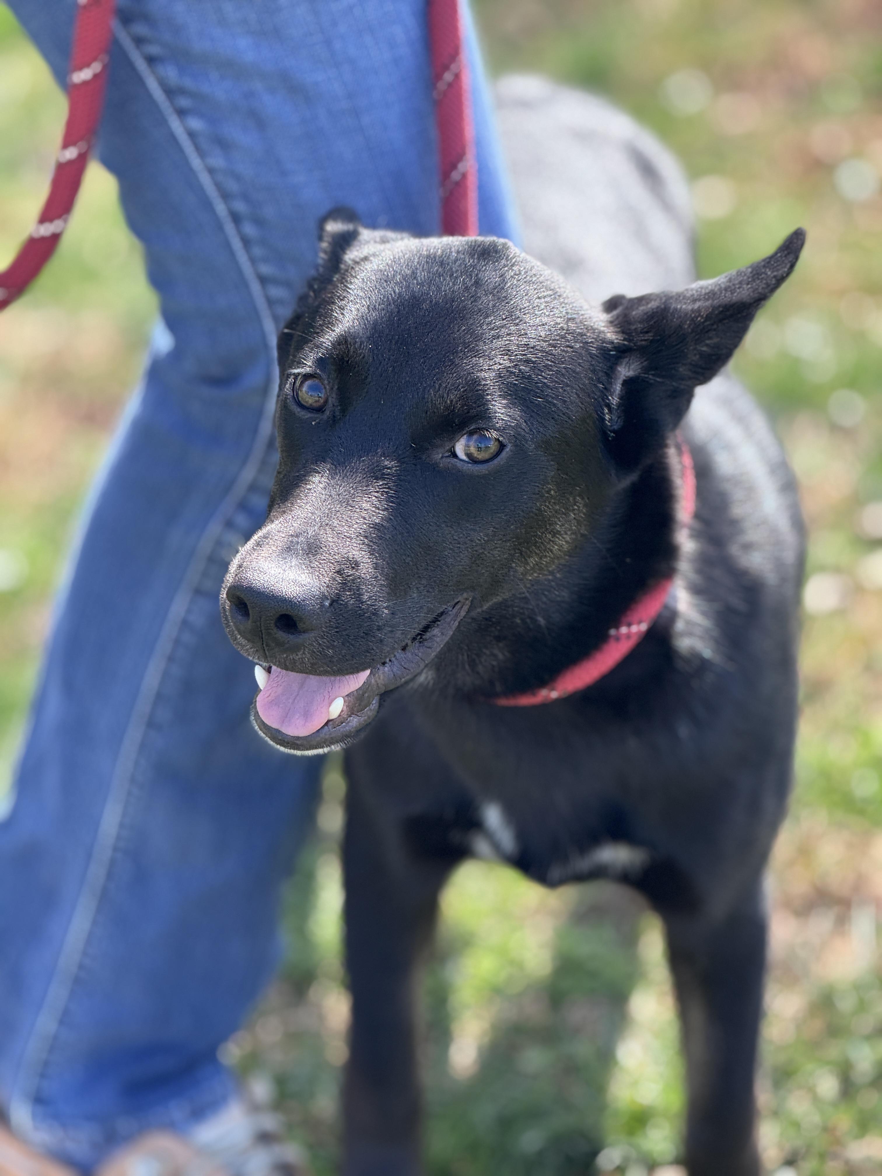 Enlarge Dunk, a ADOPTABLE mixed breed in Richmond, VA image 6/6