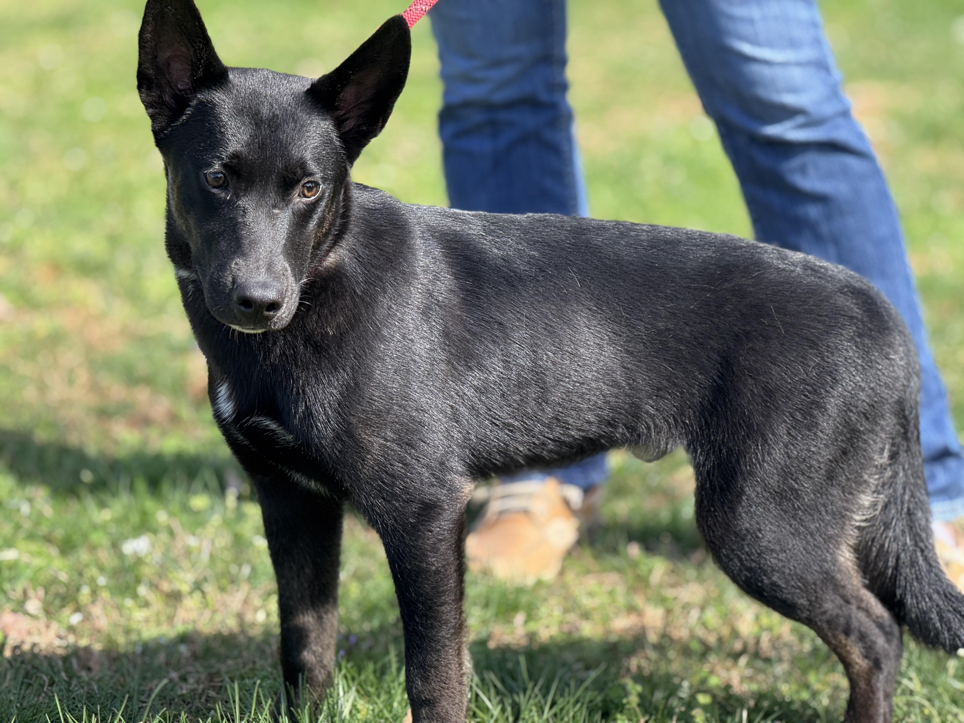 Enlarge Dunk, a ADOPTABLE mixed breed in Richmond, VA image 2/6