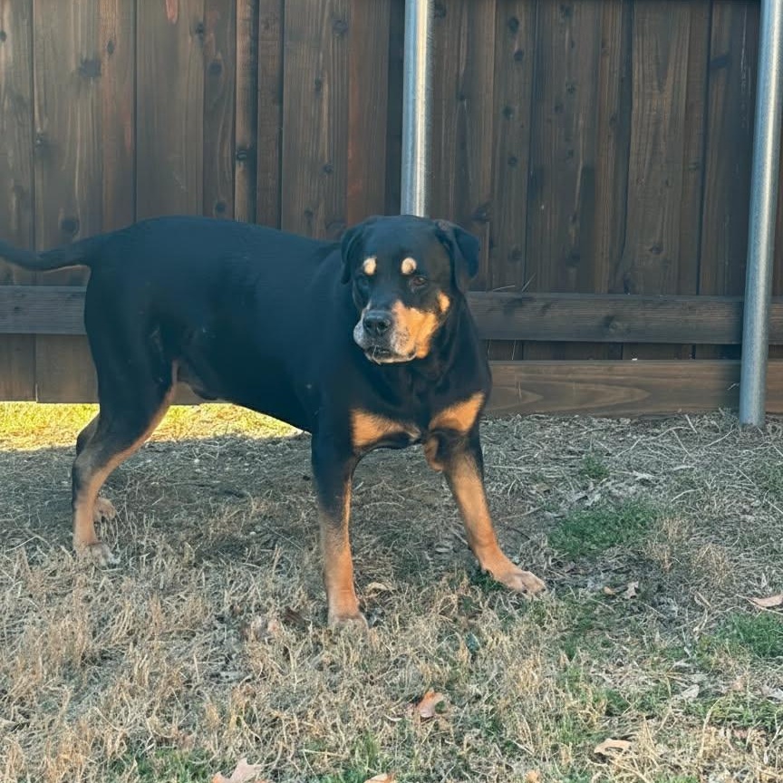 Hank — thumbnail 2