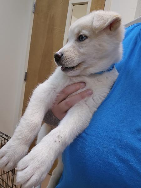 Enlarge Checkers, a Adoptable mixed breed in Kennewick, WA image 1/1