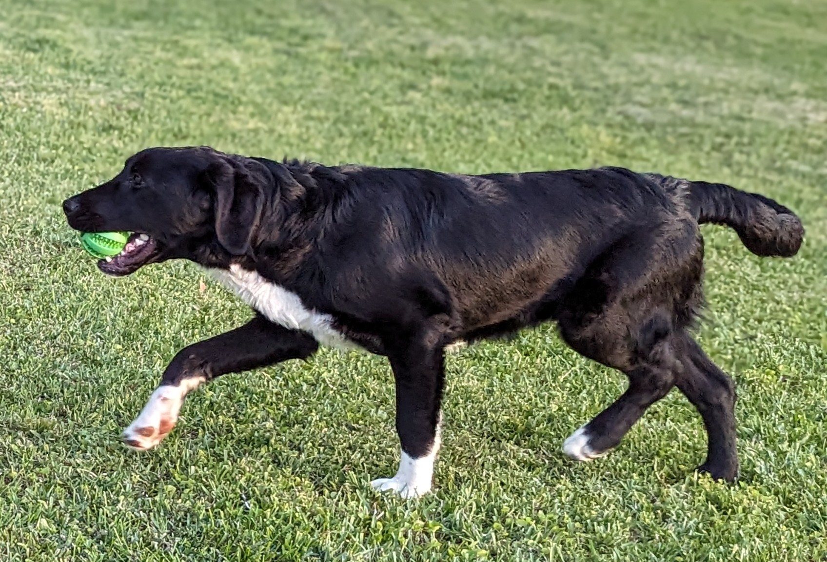 Enlarge Sassy, a Adopted mixed breed in Goldsboro, NC image 2/5