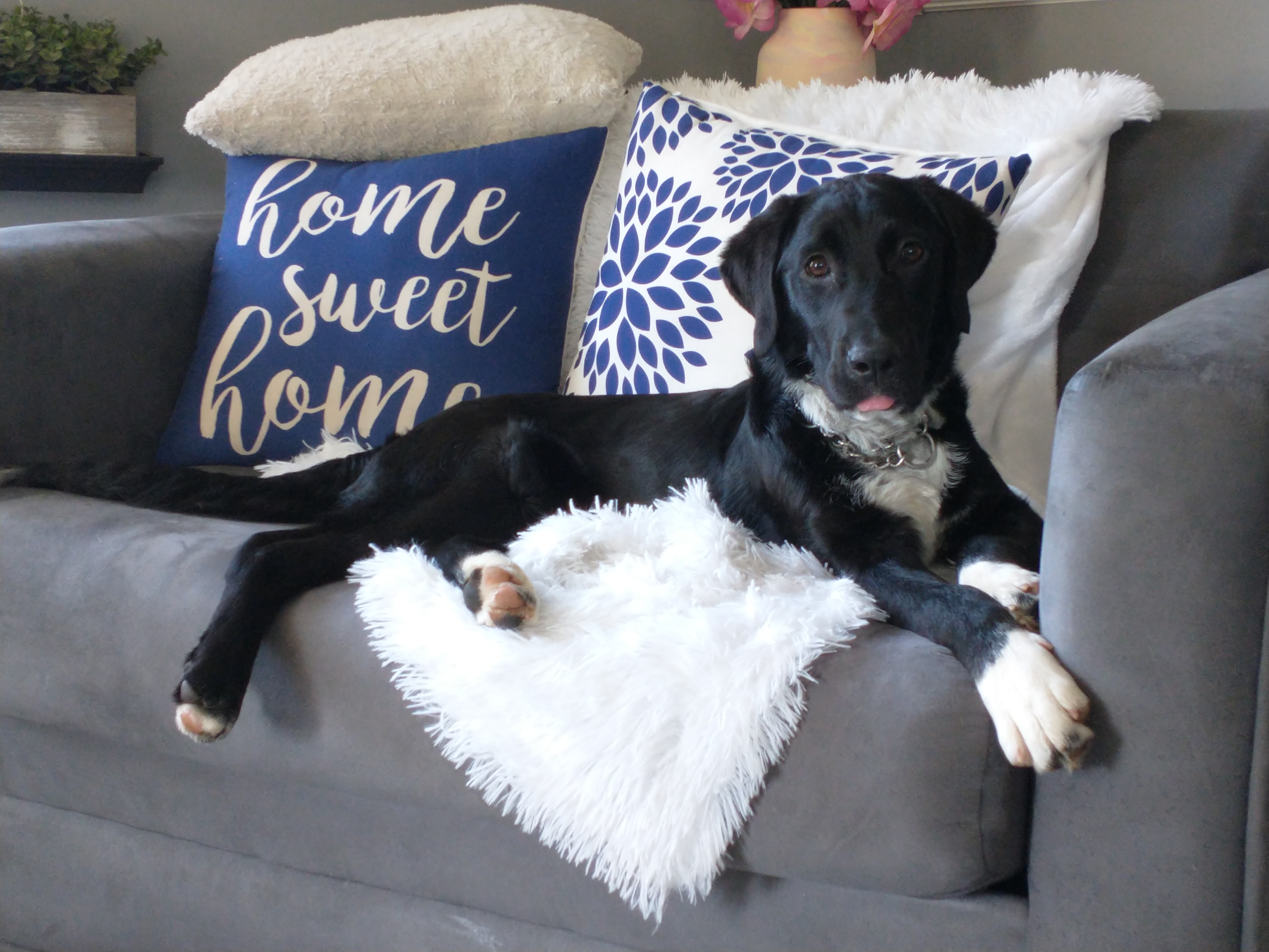 Enlarge Sassy, a Adopted mixed breed in Goldsboro, NC image 3/5