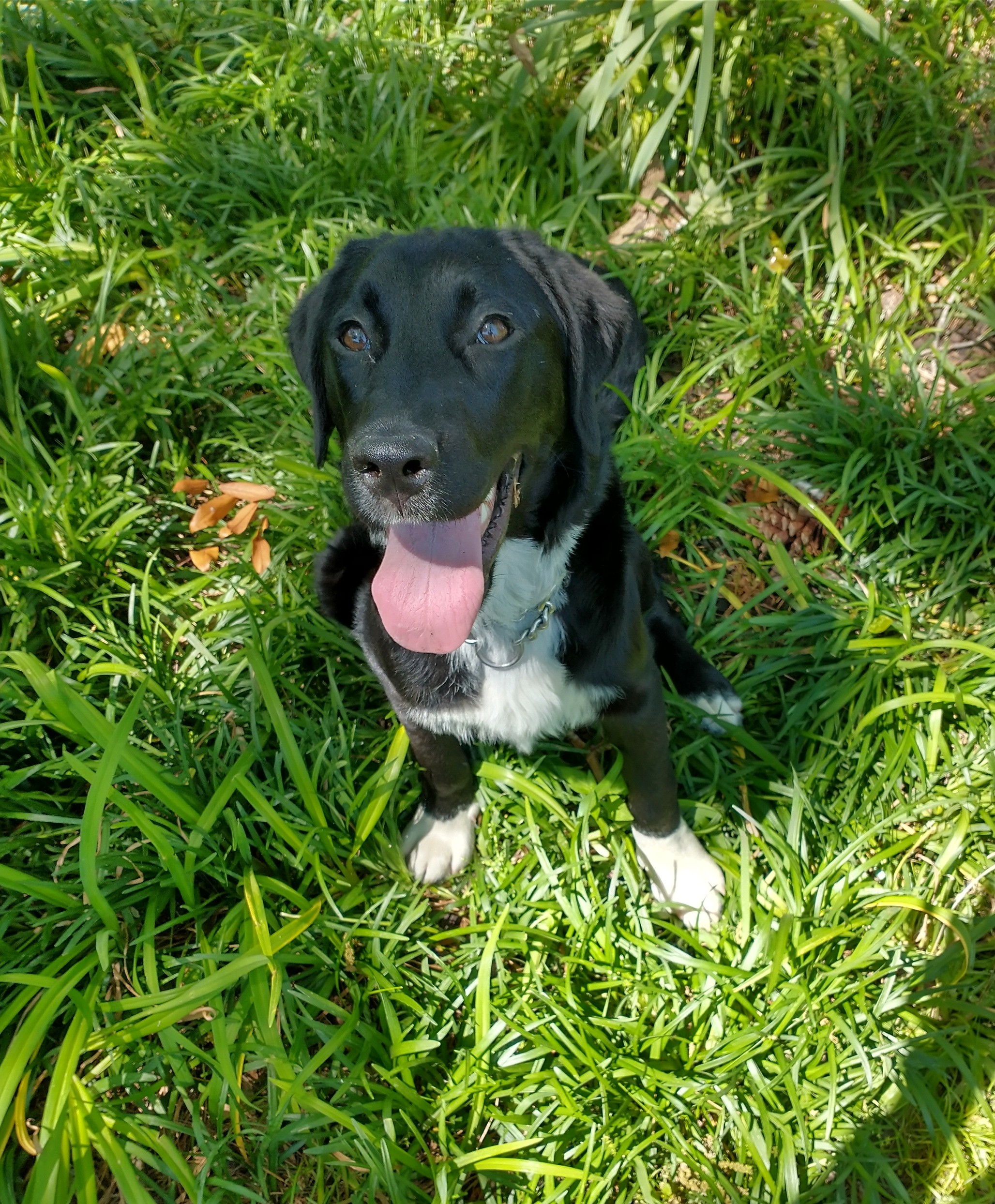 Enlarge Sassy, a Adopted mixed breed in Goldsboro, NC image 4/5