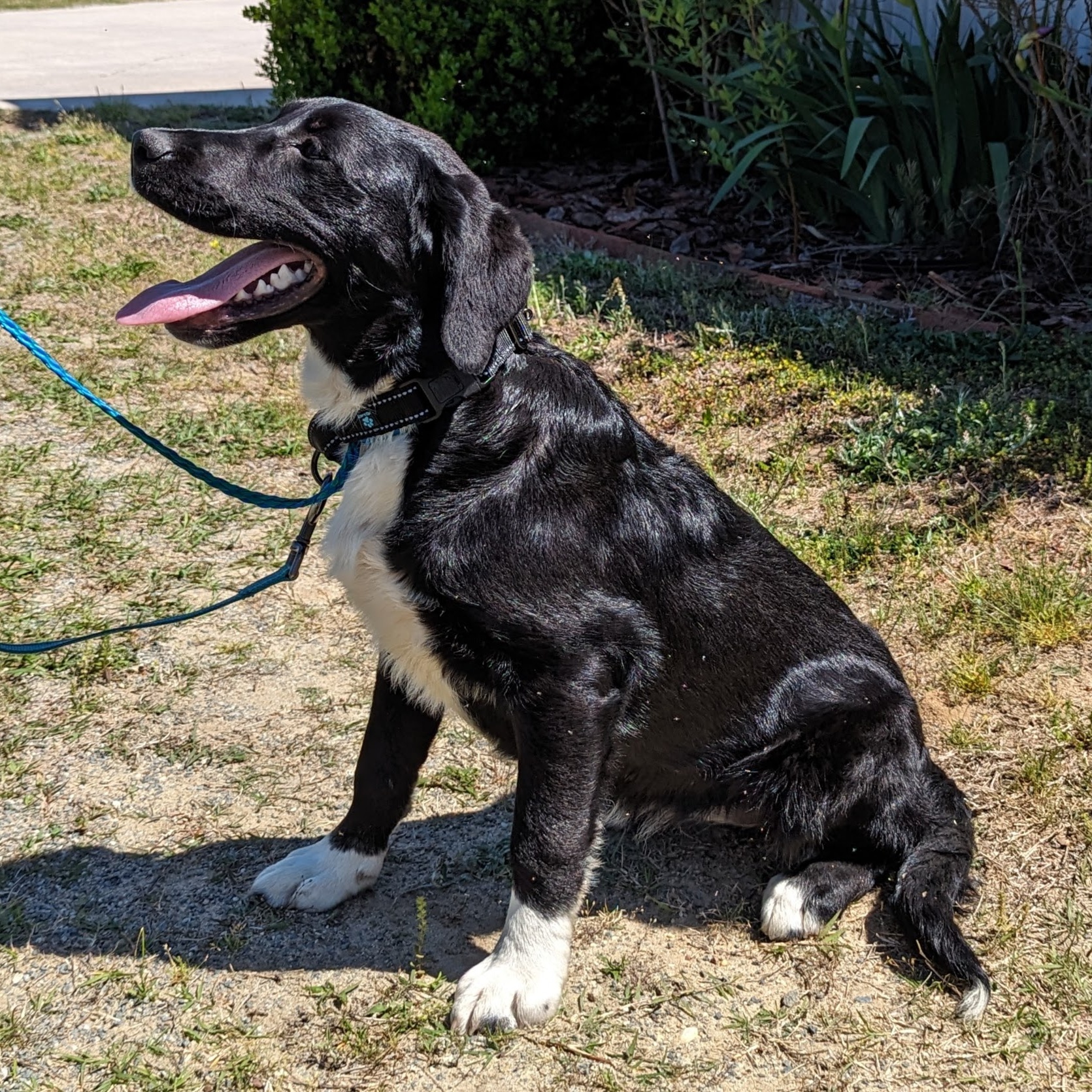 Sassy, Adopted, Young Female Border Collie & Labrador Retriever.