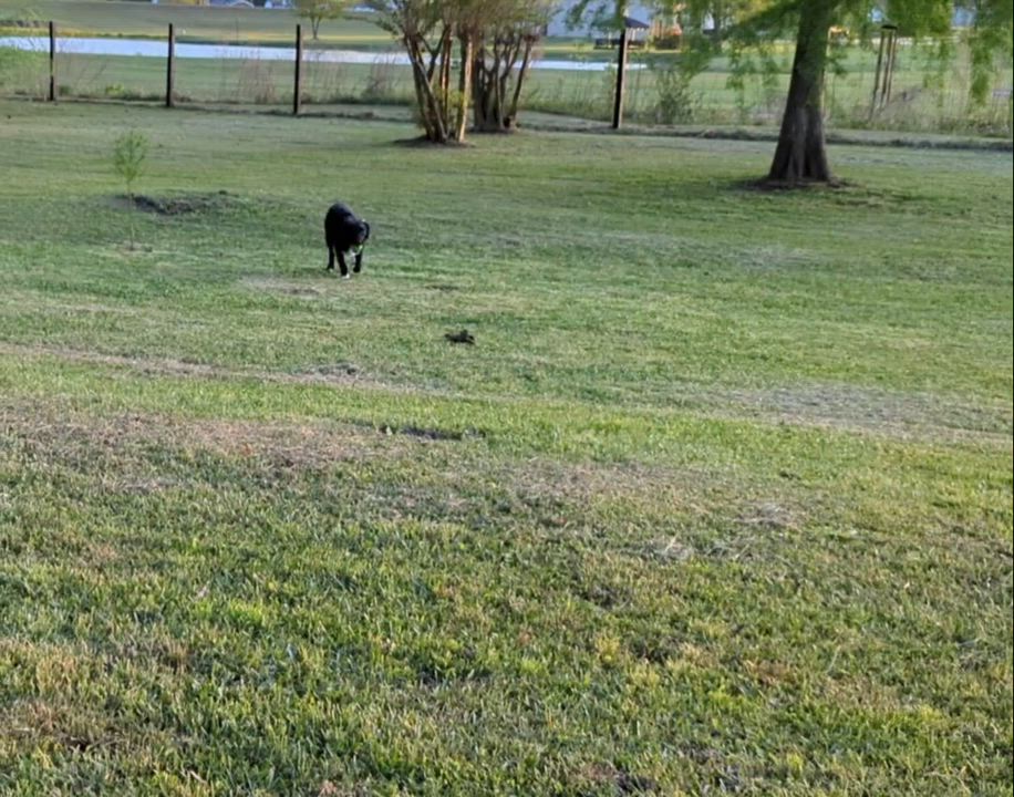 Enlarge Sassy, a Adopted mixed breed in Goldsboro, NC video 5/5