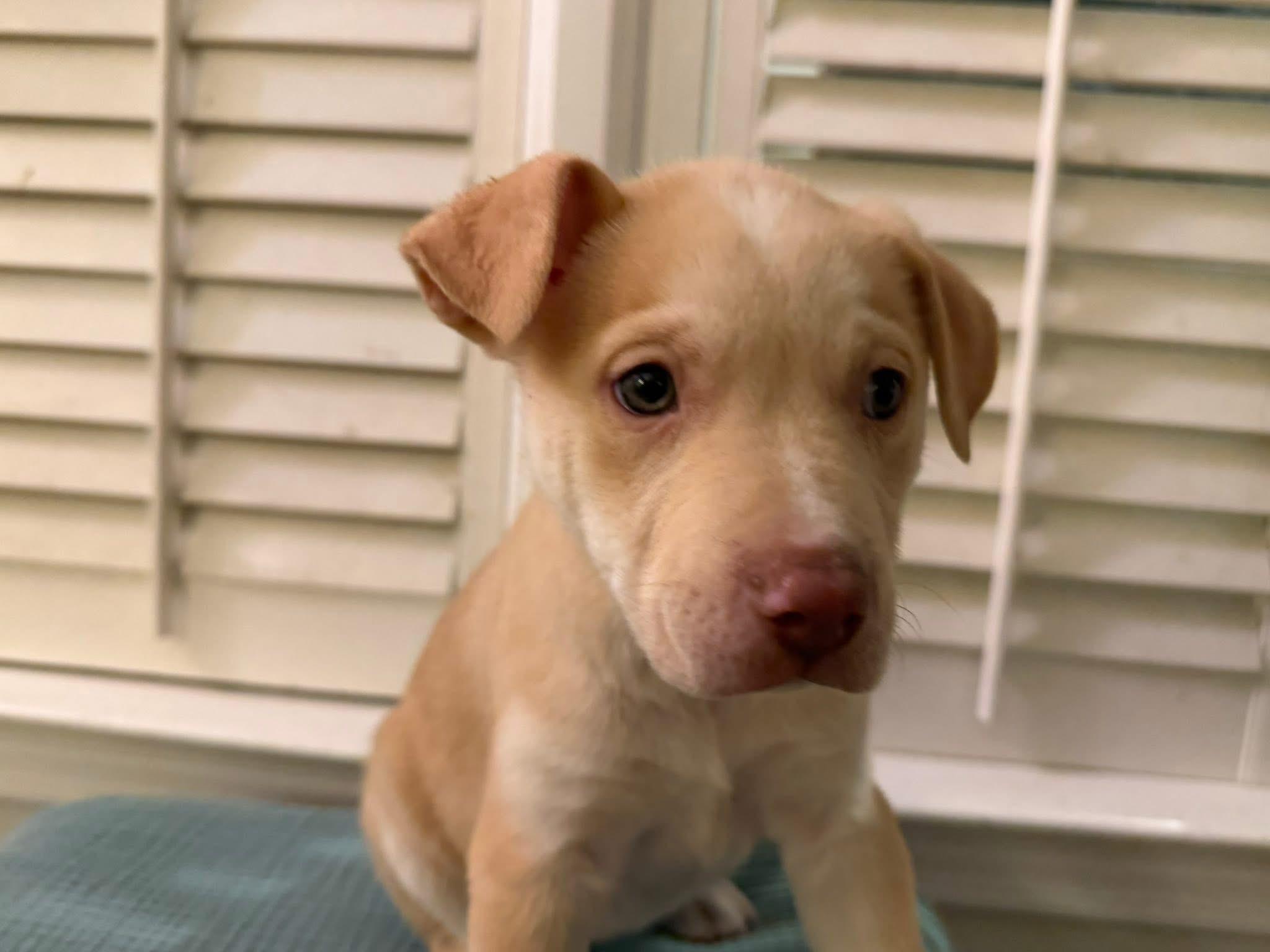 Enlarge Praline, a Adoptable mixed breed in McHenry, IL image 1/1