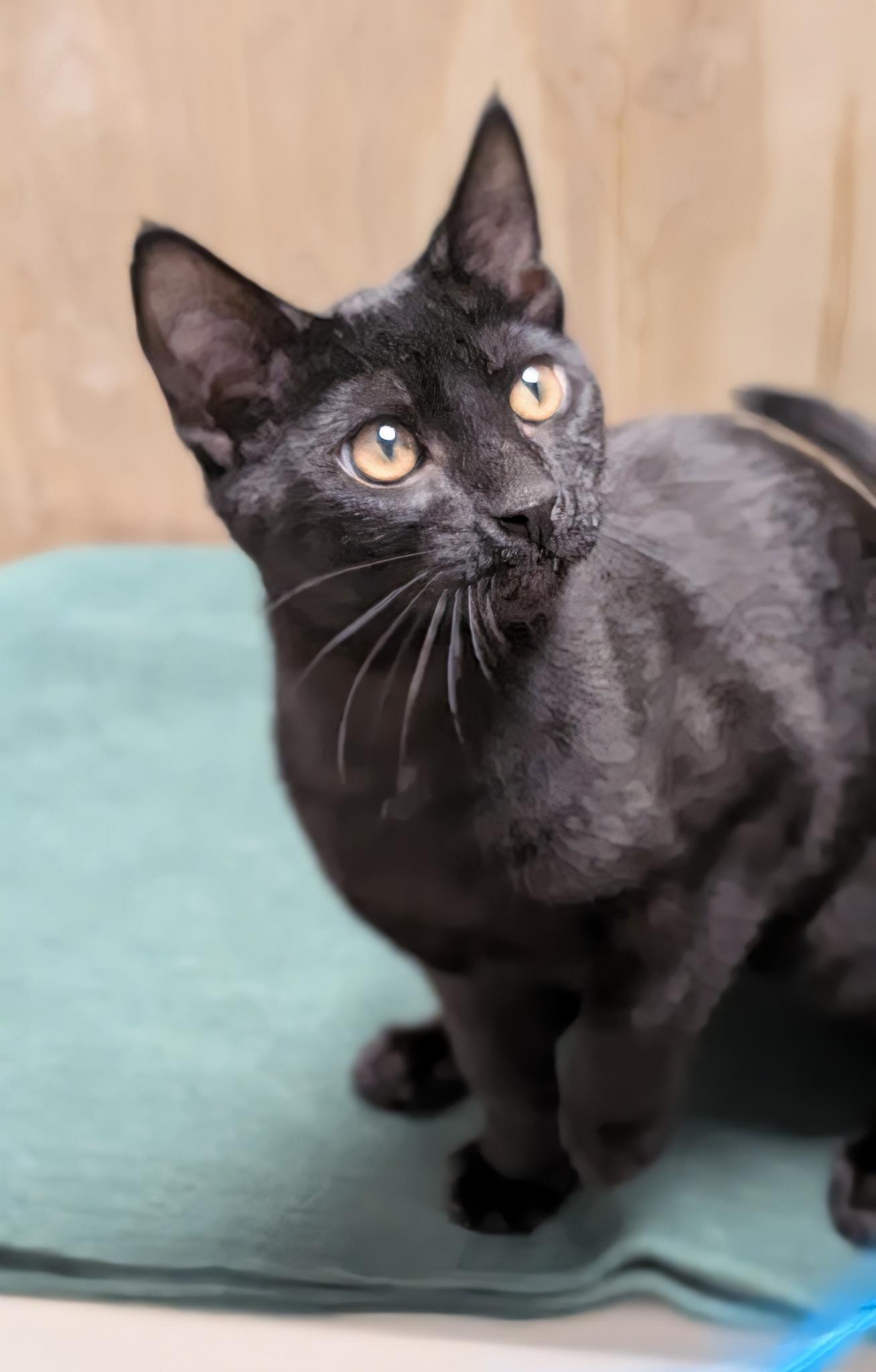 Enlarge Joey, a ADOPTABLE Domestic Short Hair in Petaluma, CA image 4/5