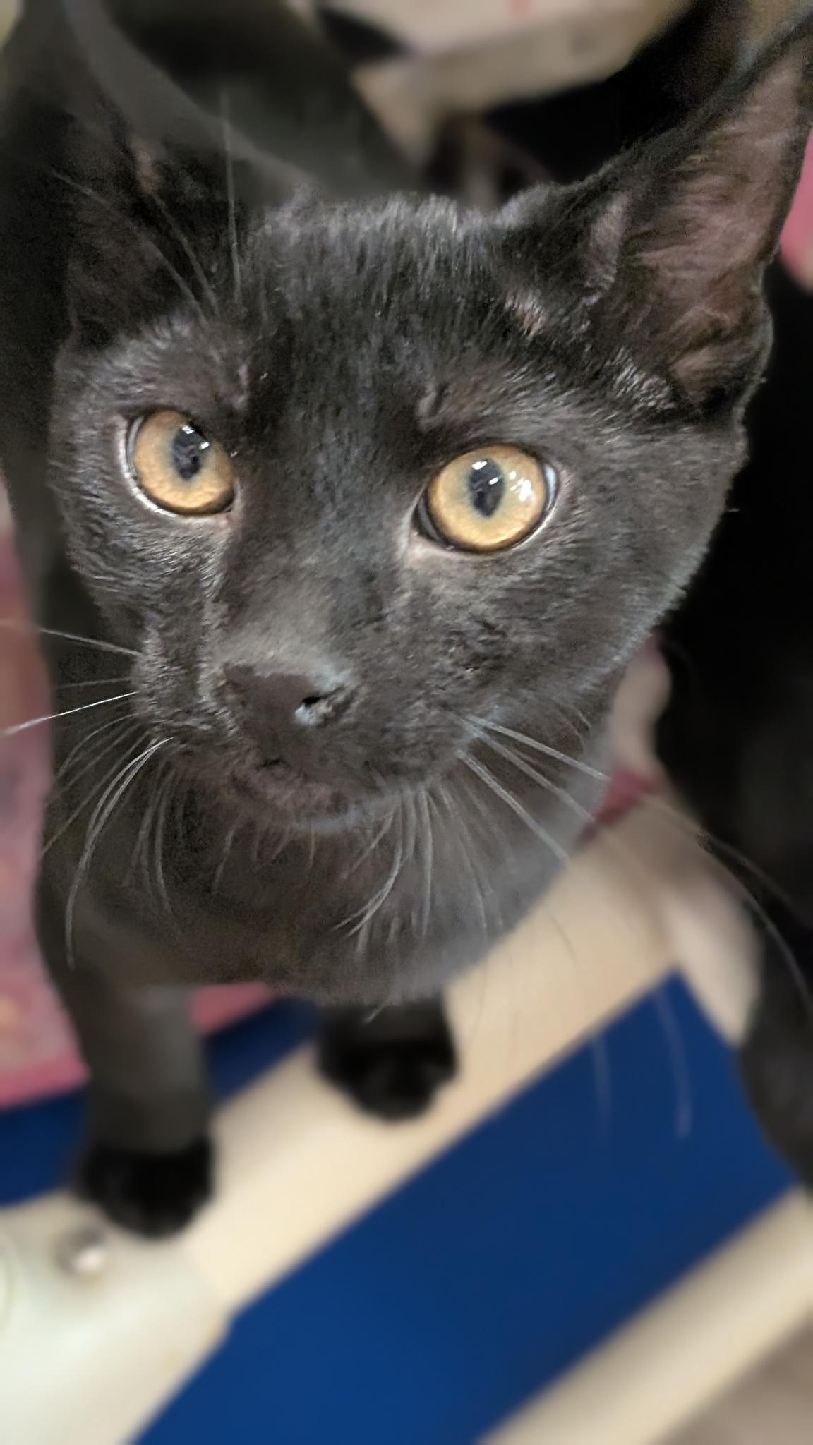 Enlarge Joey, a ADOPTABLE Domestic Short Hair in Petaluma, CA image 5/5