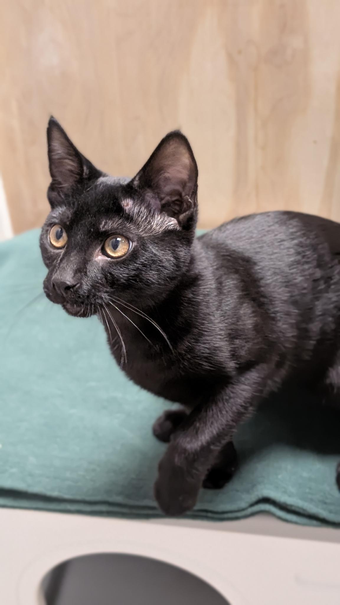 Enlarge Joey, a ADOPTABLE Domestic Short Hair in Petaluma, CA image 1/5