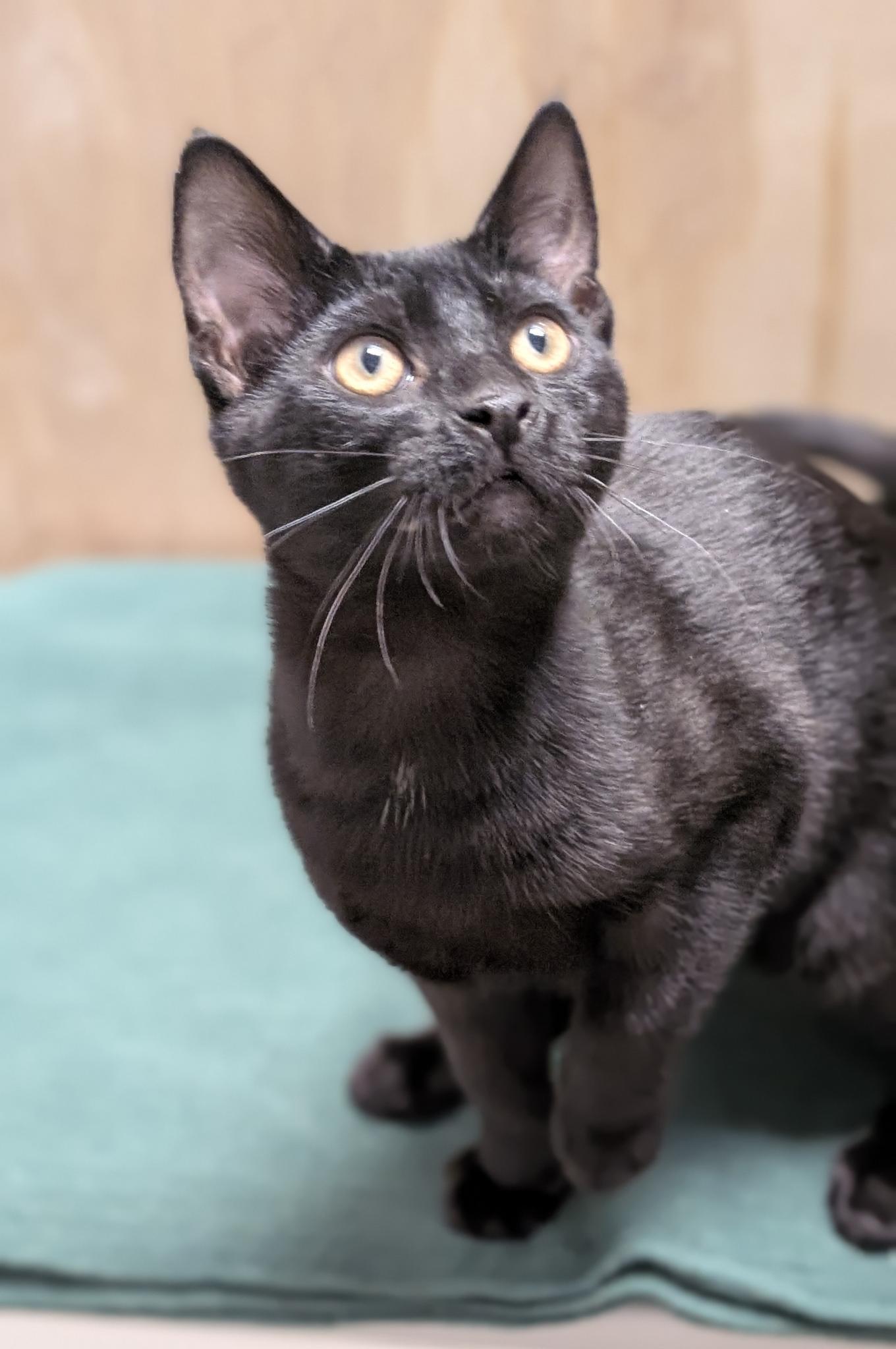 Enlarge Joey, a ADOPTABLE Domestic Short Hair in Petaluma, CA image 2/5