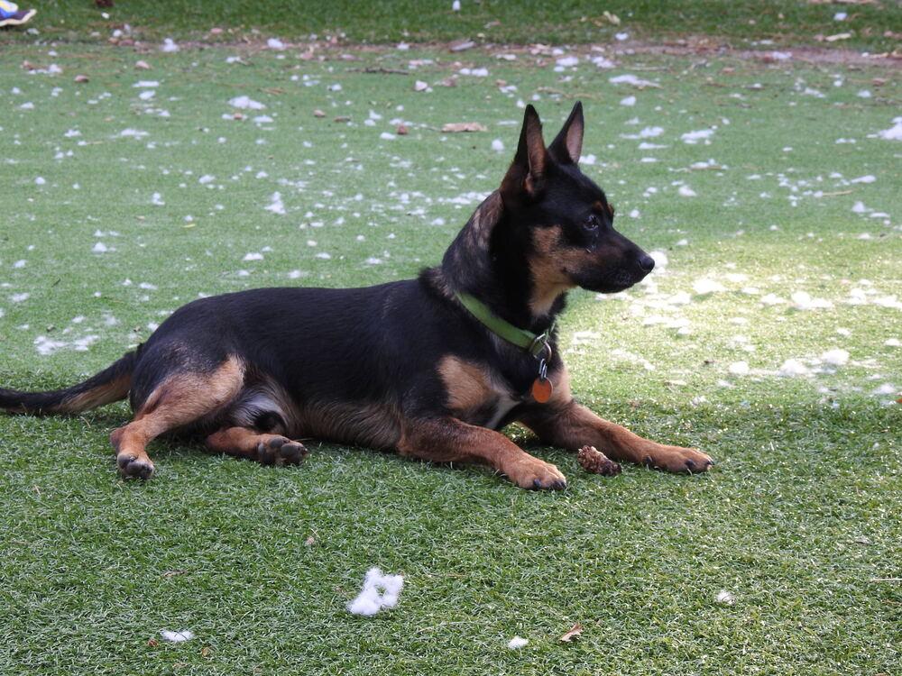 Rocket3, Adoptable, Adult Male Chihuahua & Miniature Pinscher.