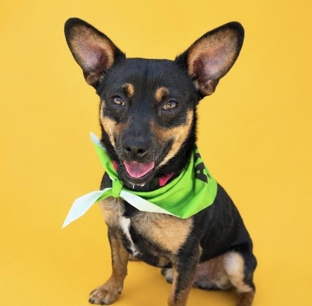 Rocket3, a Adoptable mixed breed in Littleton, CO image 2/4