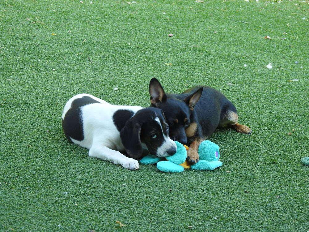 Rocket3, a Adoptable mixed breed in Littleton, CO image 3/4