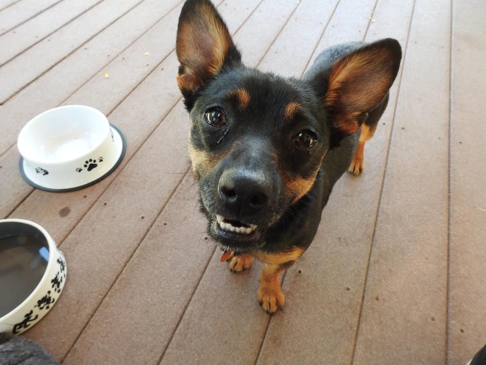 Rocket3, a Adoptable mixed breed in Littleton, CO image 4/4