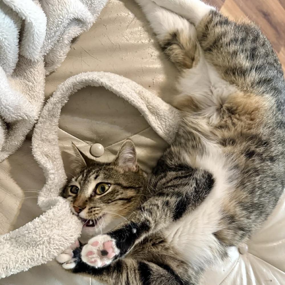 Enlarge Cannoli, a Adoptable Domestic Short Hair in Raleigh, NC image 1/6