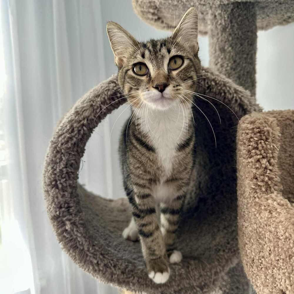 Enlarge Cannoli, a Adoptable Domestic Short Hair in Raleigh, NC image 1/6